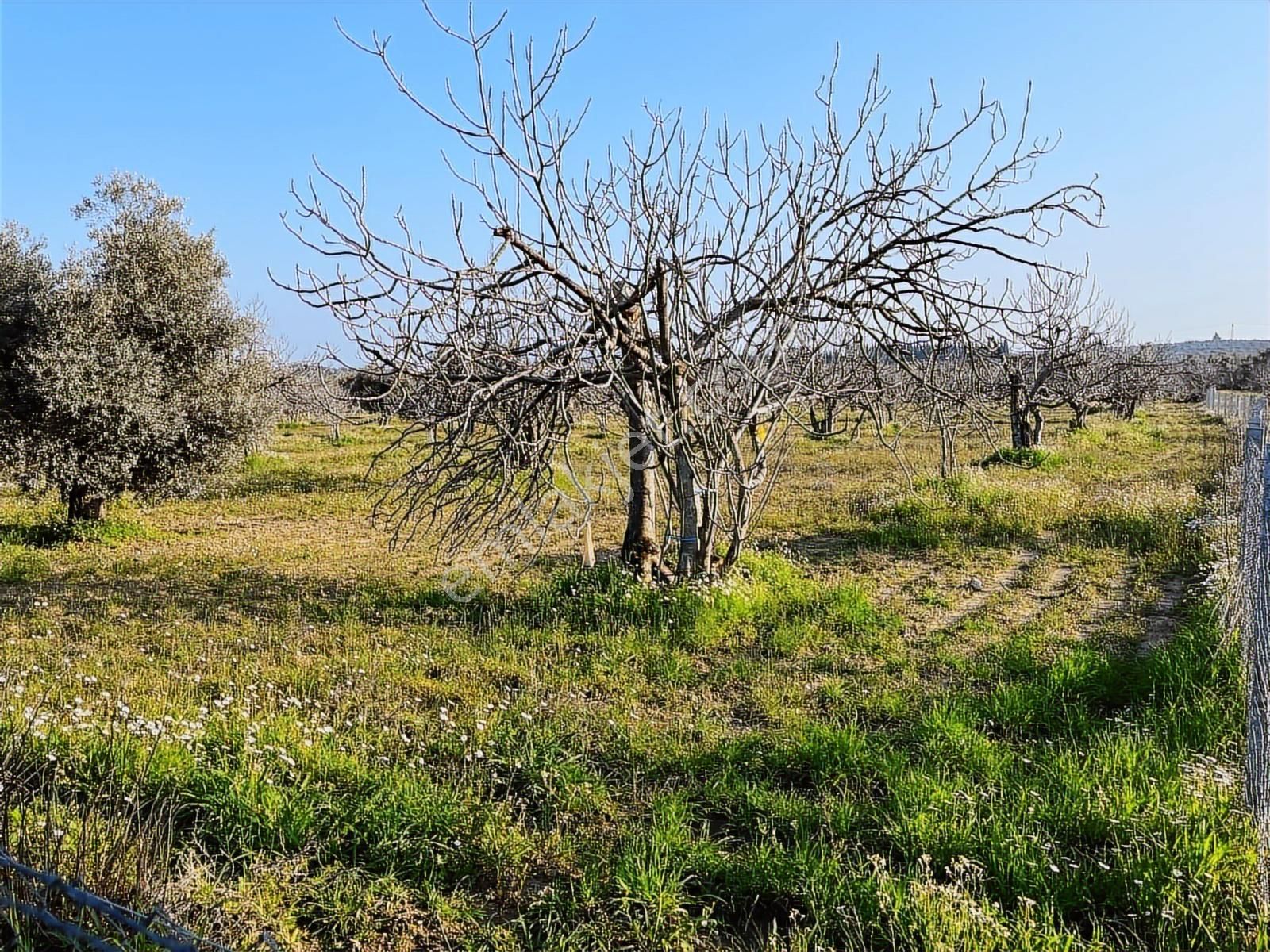 Ortaklar'da Emsallerin Altında Satılık İncir Ve Zeytin Bahçesi - Görsel 15