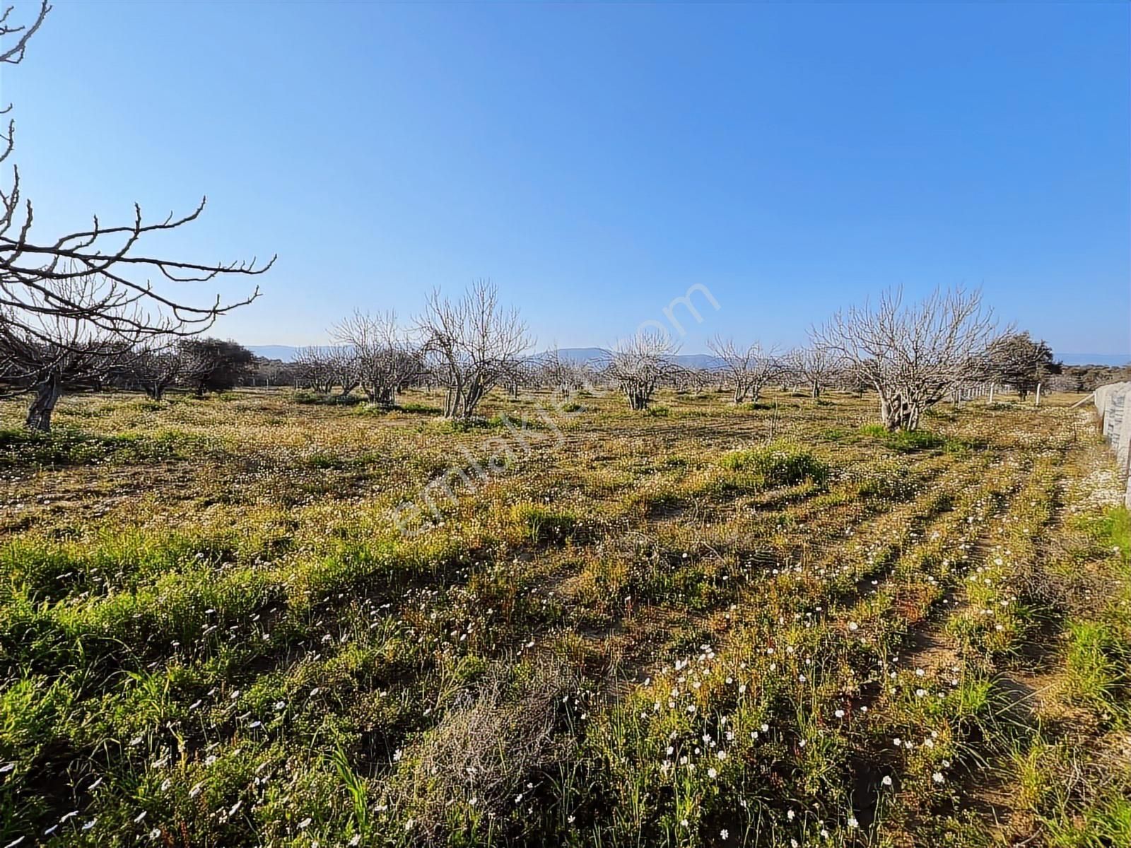 Ortaklar'da Emsallerin Altında Satılık İncir Ve Zeytin Bahçesi - Görsel 8