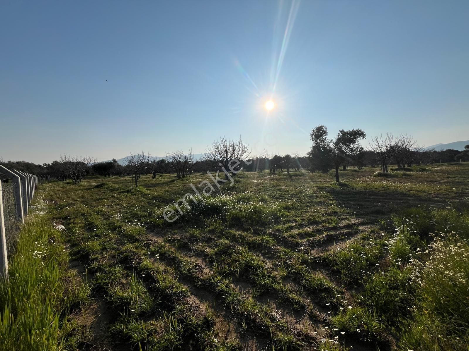Ortaklar'da Emsallerin Altında Satılık İncir Ve Zeytin Bahçesi - Görsel 12