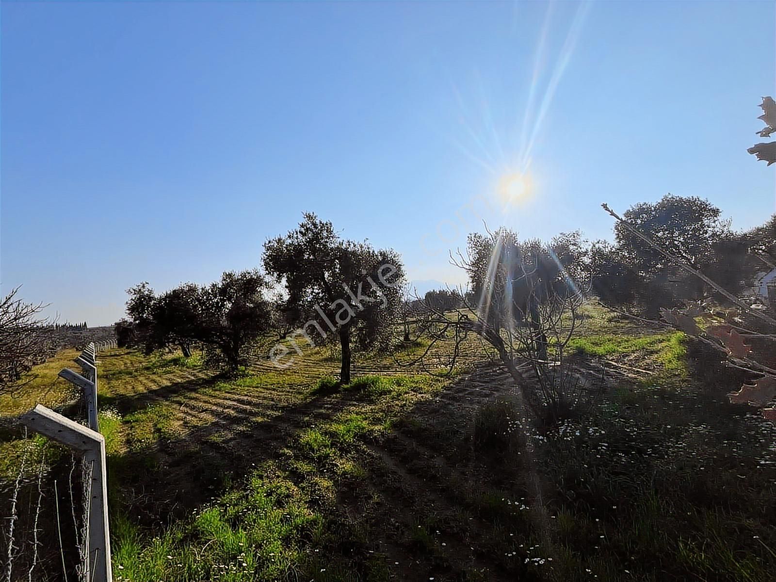 Ortaklar'da Emsallerin Altında Satılık İncir Ve Zeytin Bahçesi - Görsel 30