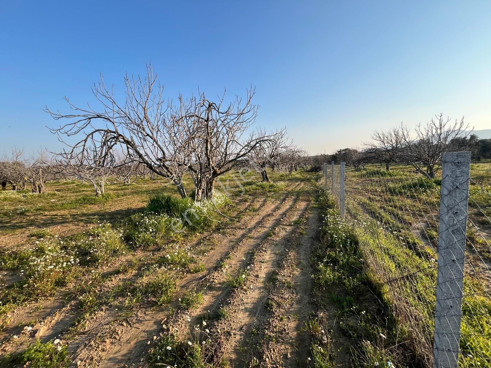 Ortaklar'da Emsallerin Altında Satılık İncir Ve Zeytin Bahçesi - Görsel 22