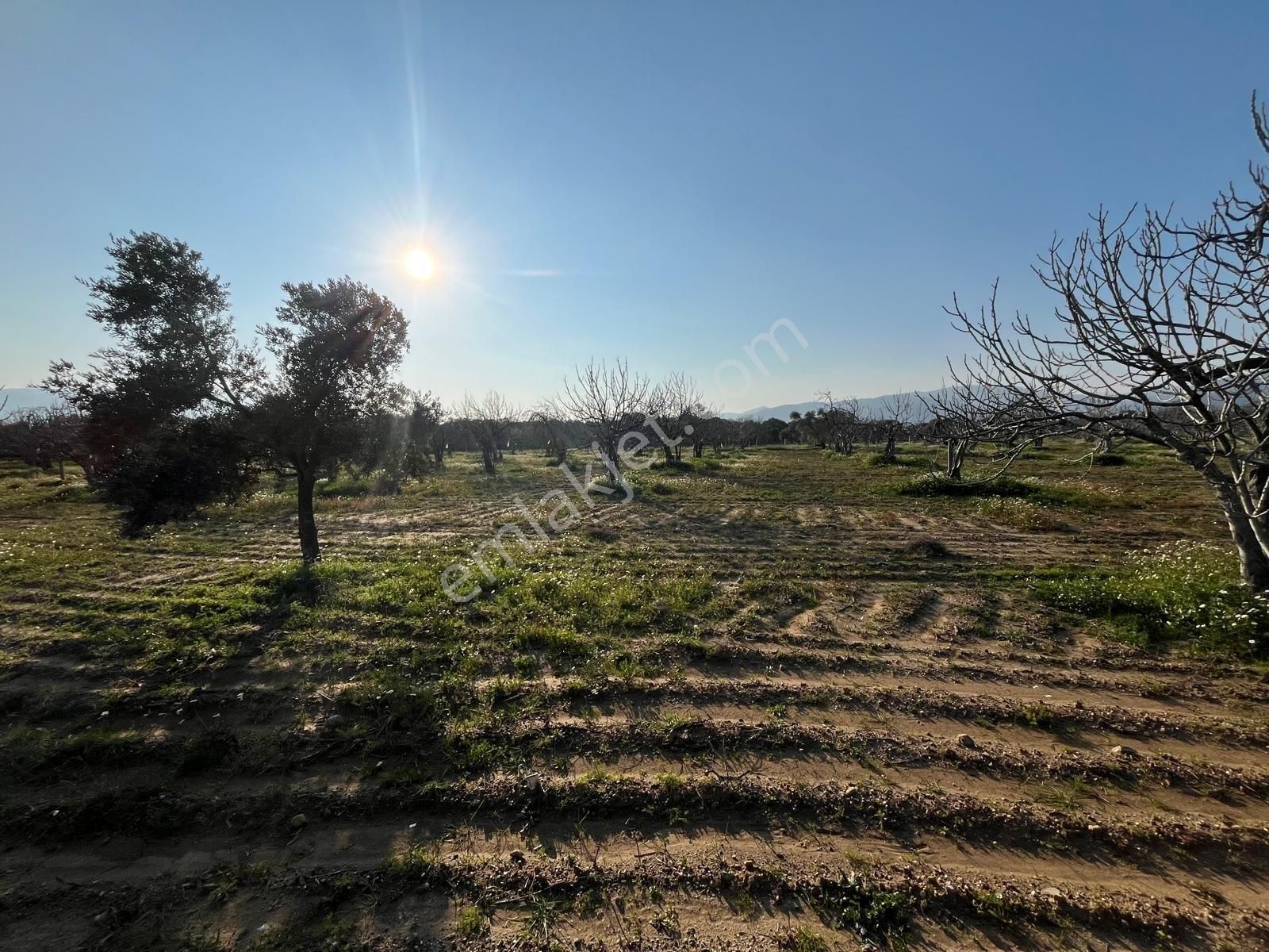 Ortaklar'da Emsallerin Altında Satılık İncir Ve Zeytin Bahçesi - Görsel 14