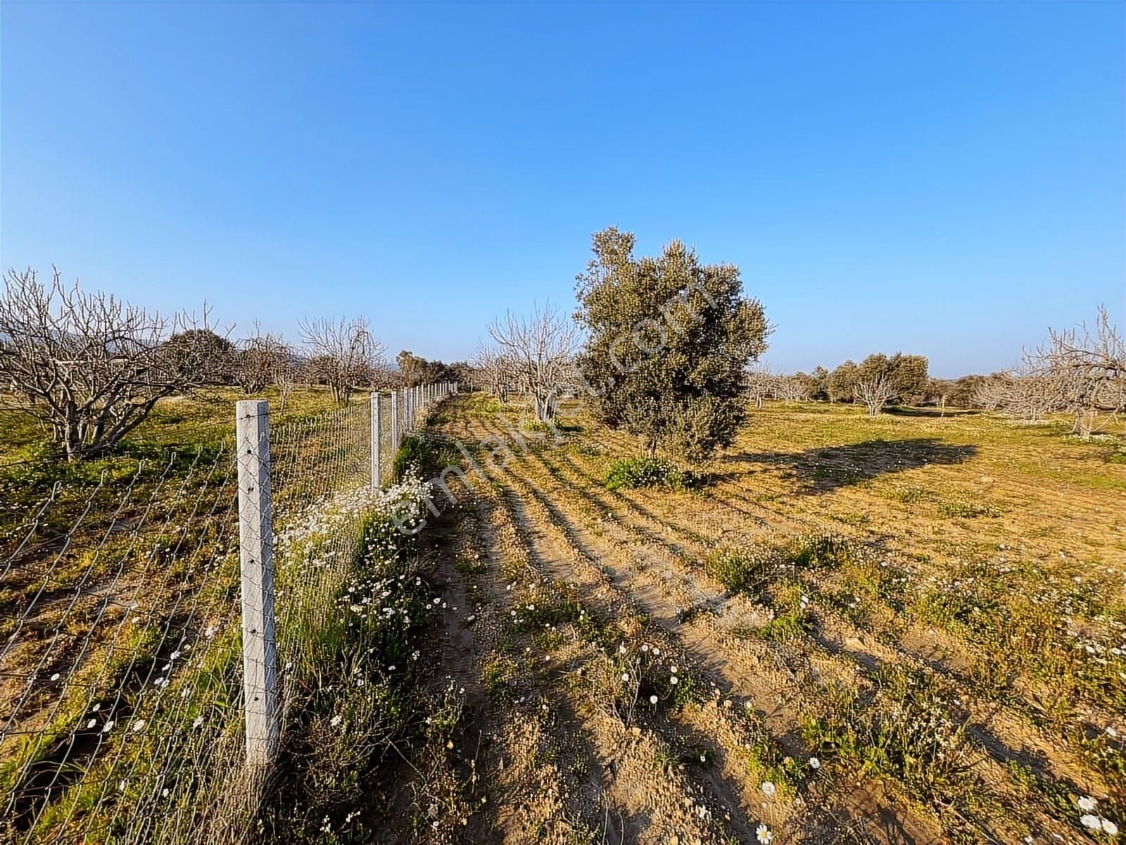 Ortaklar'da Emsallerin Altında Satılık İncir Ve Zeytin Bahçesi - Görsel 32