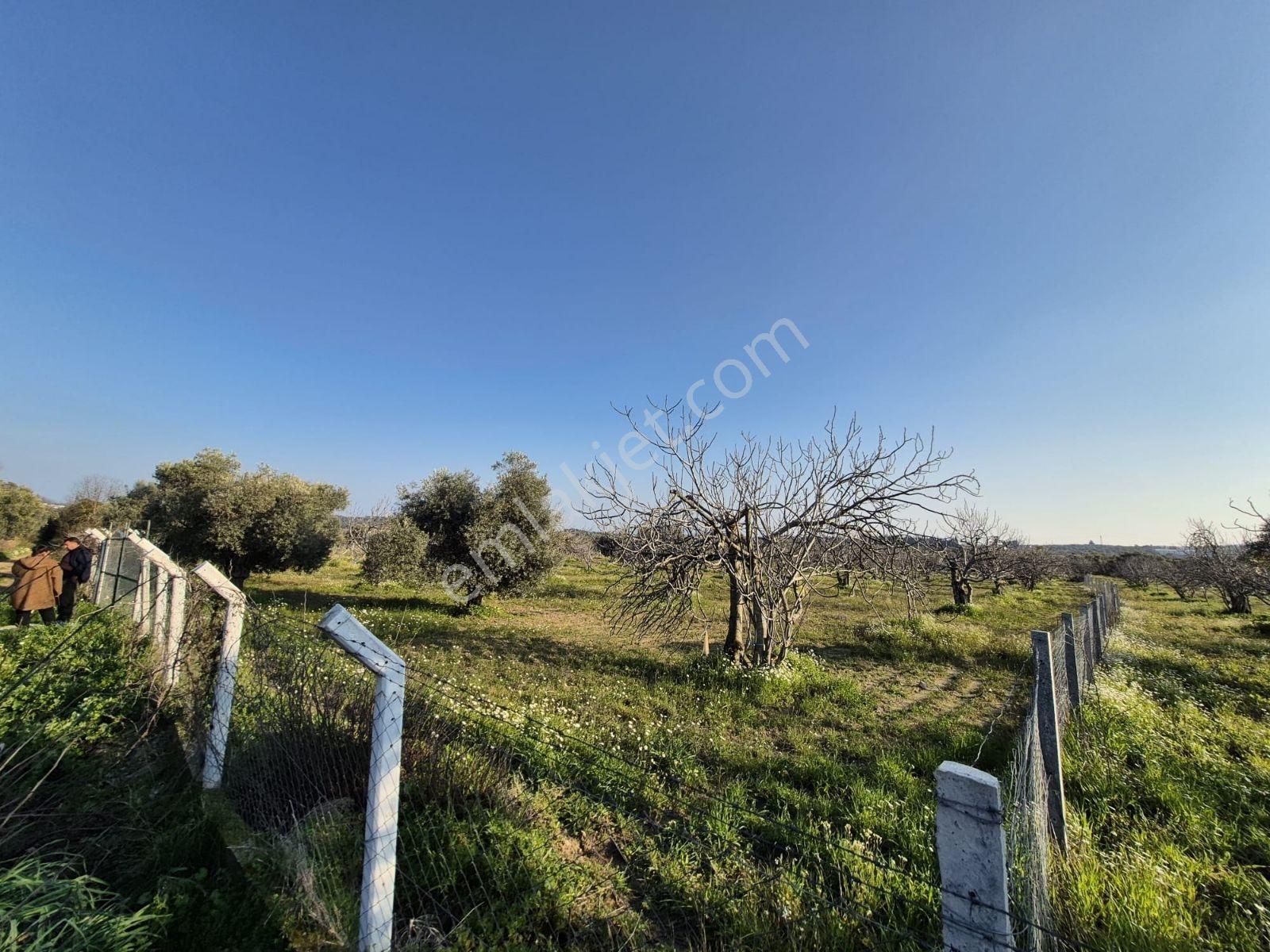 Ortaklar'da Emsallerin Altında Satılık İncir Ve Zeytin Bahçesi - Görsel 7