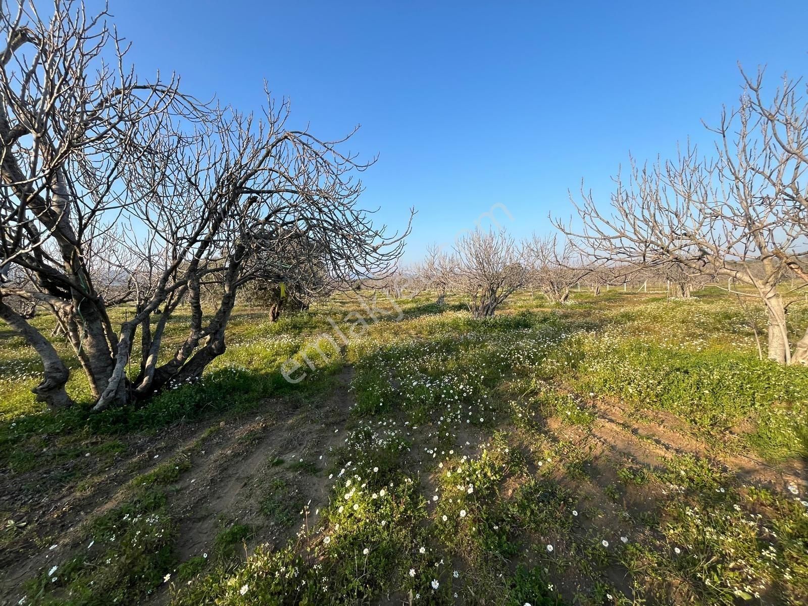Ortaklar'da Emsallerin Altında Satılık İncir Ve Zeytin Bahçesi - Görsel 9