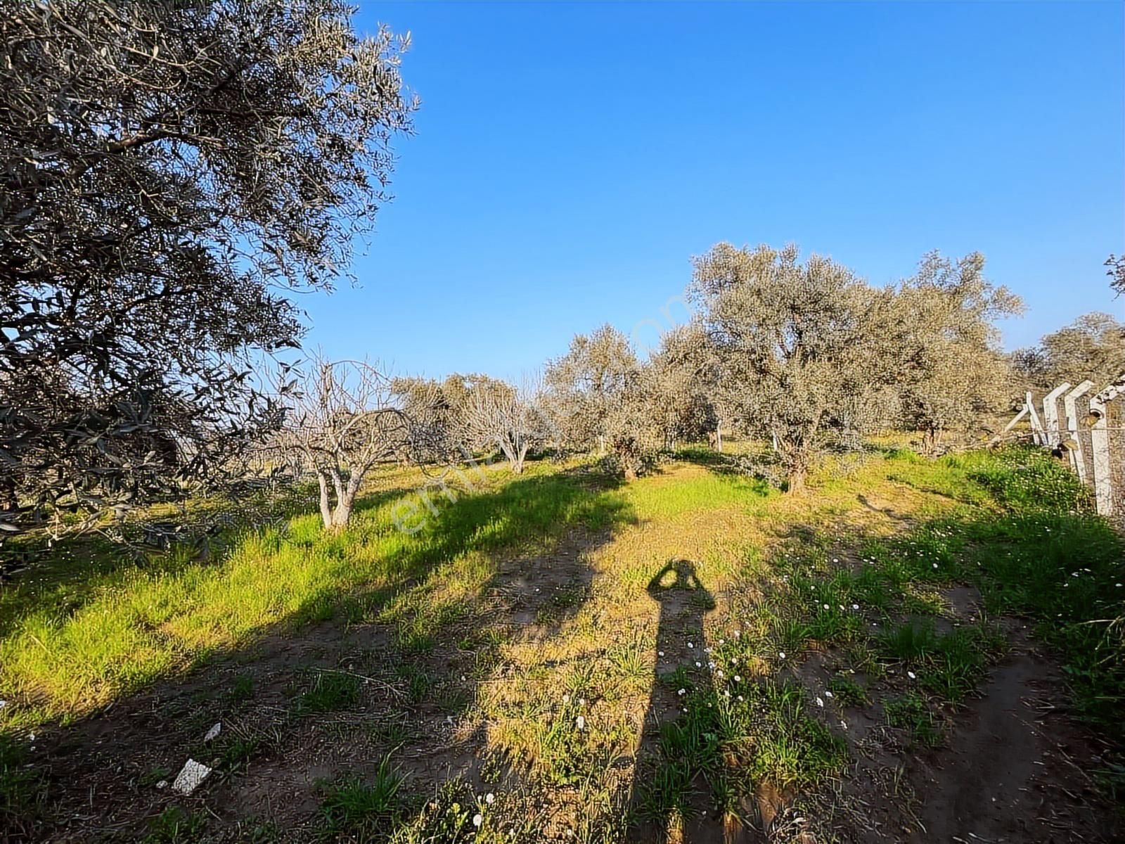 Ortaklar'da Emsallerin Altında Satılık İncir Ve Zeytin Bahçesi - Görsel 19