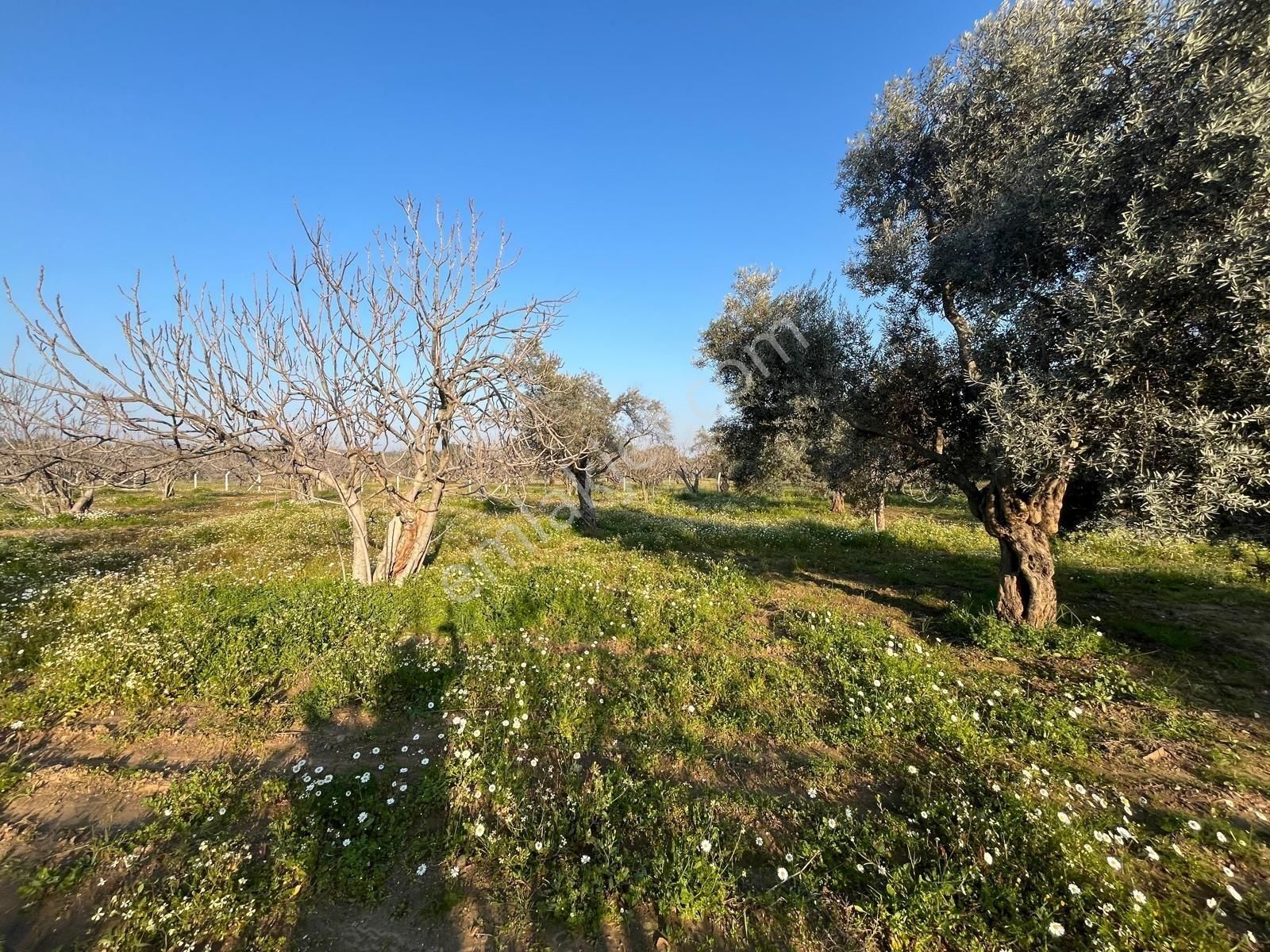 Ortaklar'da Emsallerin Altında Satılık İncir Ve Zeytin Bahçesi - Görsel 10