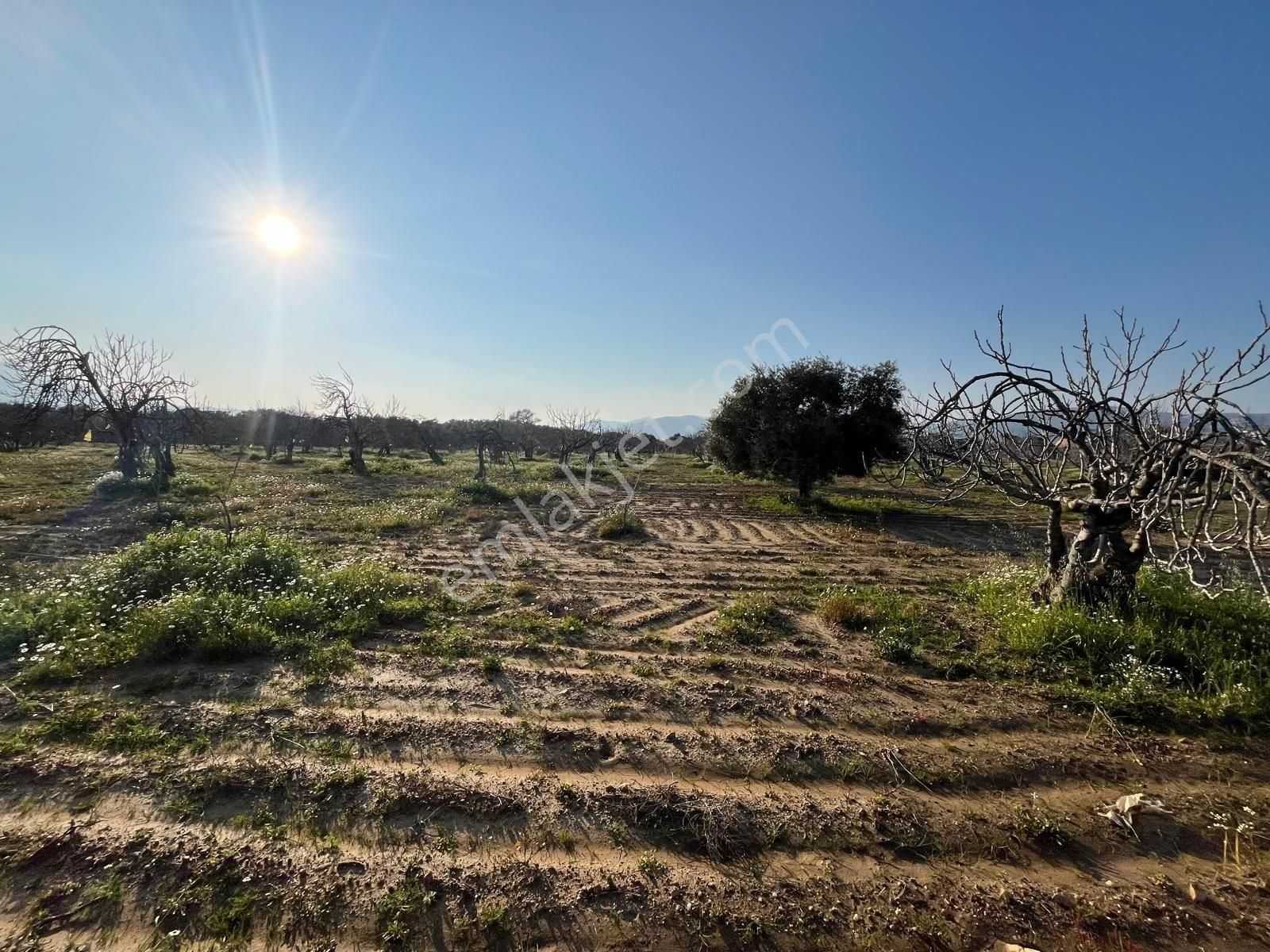 Ortaklar'da Emsallerin Altında Satılık İncir Ve Zeytin Bahçesi - Görsel 24
