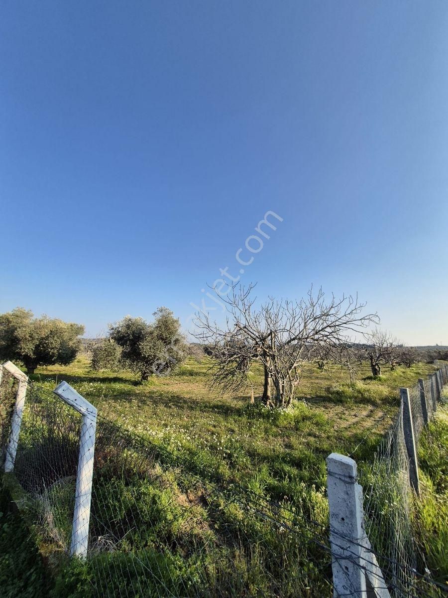 Ortaklar'da Emsallerin Altında Satılık İncir Ve Zeytin Bahçesi - Görsel 34