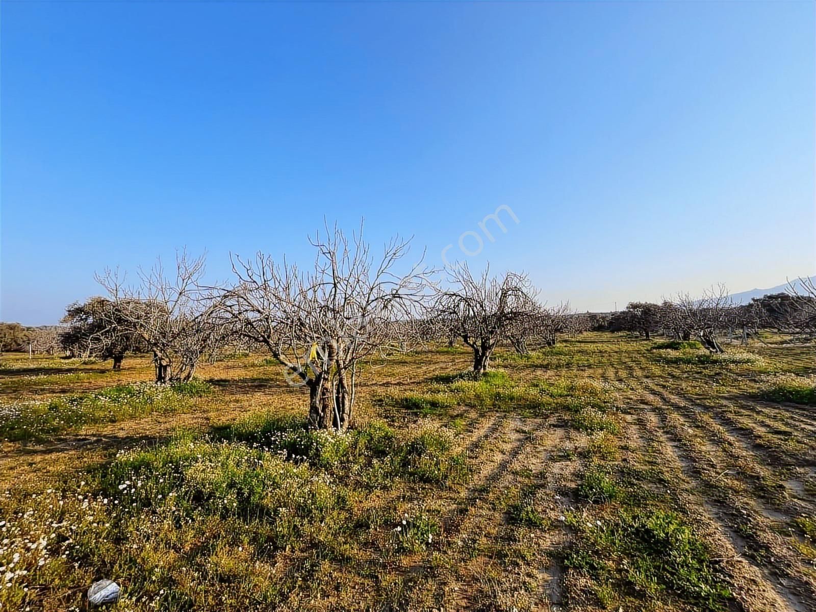 Ortaklar'da Emsallerin Altında Satılık İncir Ve Zeytin Bahçesi - Görsel 31