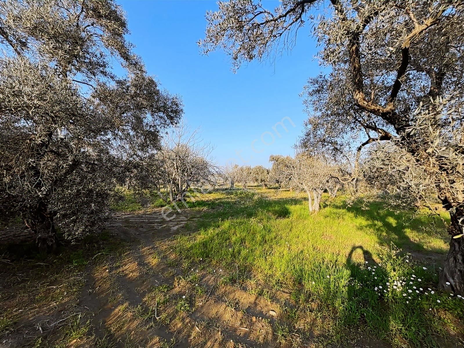Ortaklar'da Emsallerin Altında Satılık İncir Ve Zeytin Bahçesi - Görsel 13