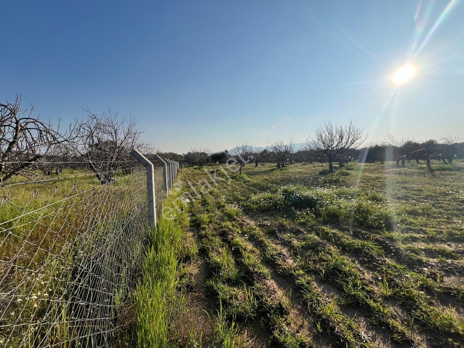 Ortaklar'da Emsallerin Altında Satılık İncir Ve Zeytin Bahçesi - Görsel 29