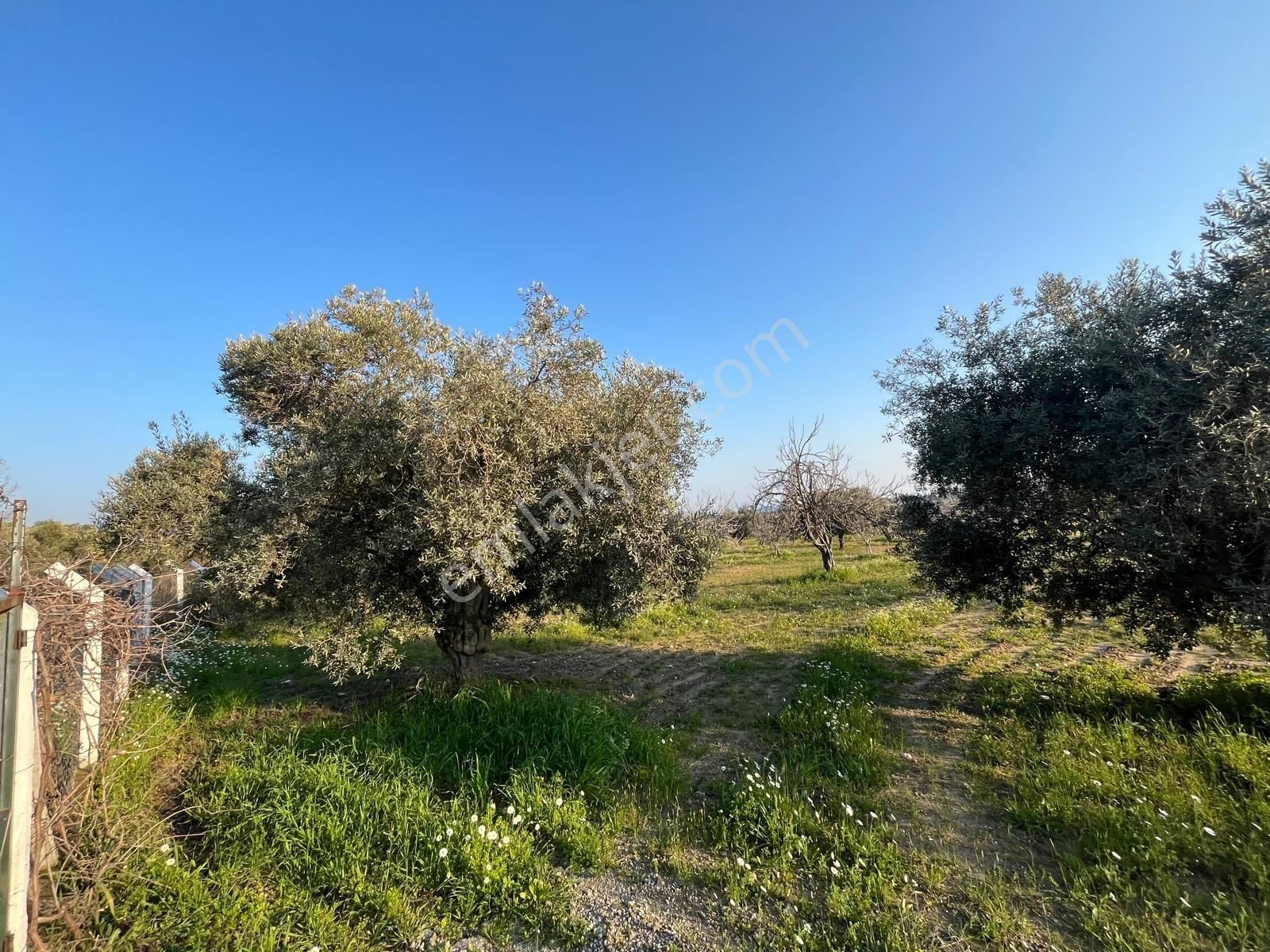 Ortaklar'da Emsallerin Altında Satılık İncir Ve Zeytin Bahçesi - Görsel 16