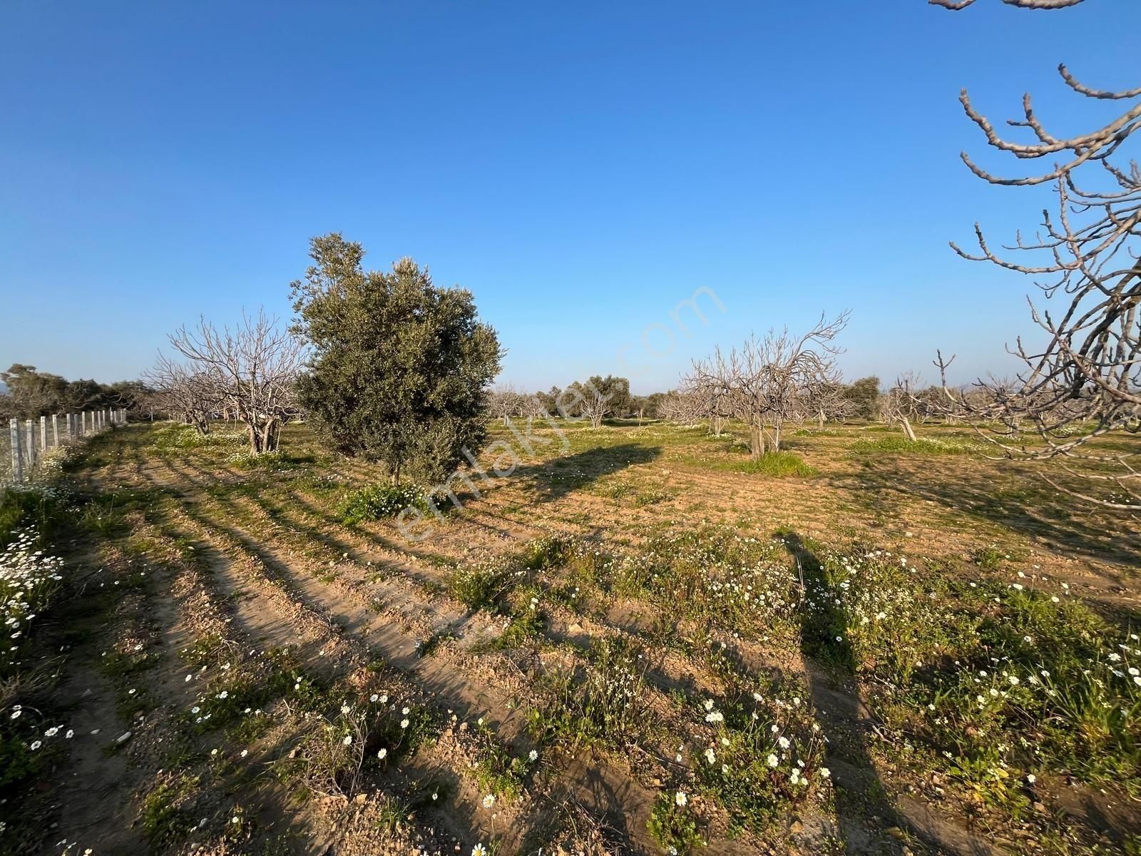 Ortaklar'da Emsallerin Altında Satılık İncir Ve Zeytin Bahçesi - Görsel 21