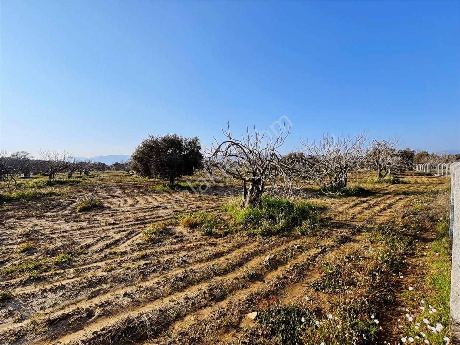Ortaklar'da Emsallerin Altında Satılık İncir Ve Zeytin Bahçesi - Görsel 17