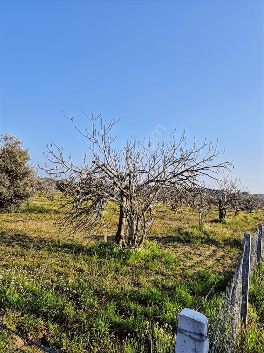 Ortaklar'da Emsallerin Altında Satılık İncir Ve Zeytin Bahçesi - Görsel 6