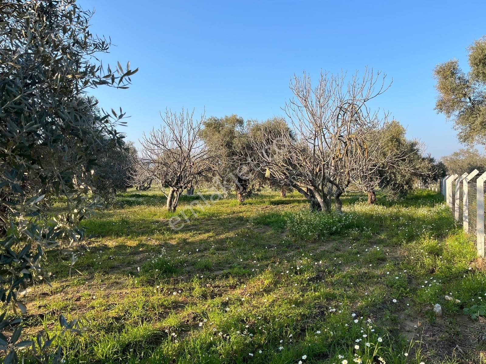 Ortaklar'da Emsallerin Altında Satılık İncir Ve Zeytin Bahçesi - Görsel 23