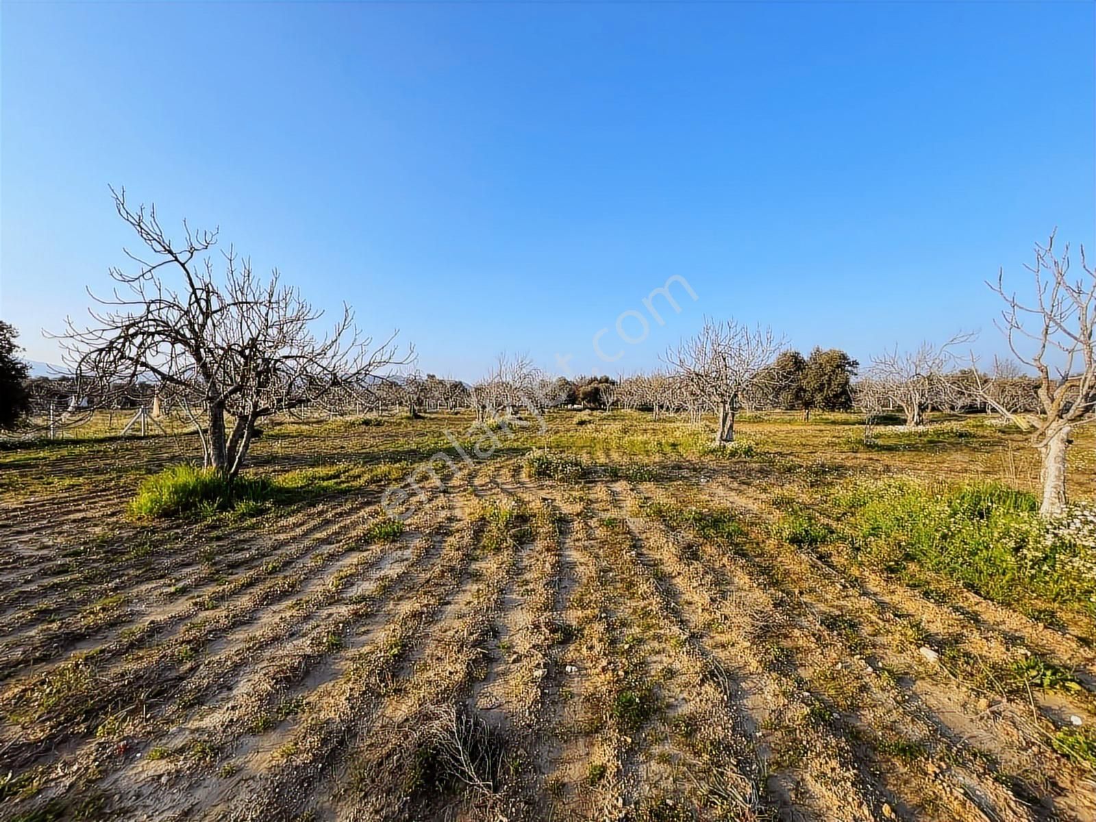 Ortaklar'da Emsallerin Altında Satılık İncir Ve Zeytin Bahçesi - Görsel 28