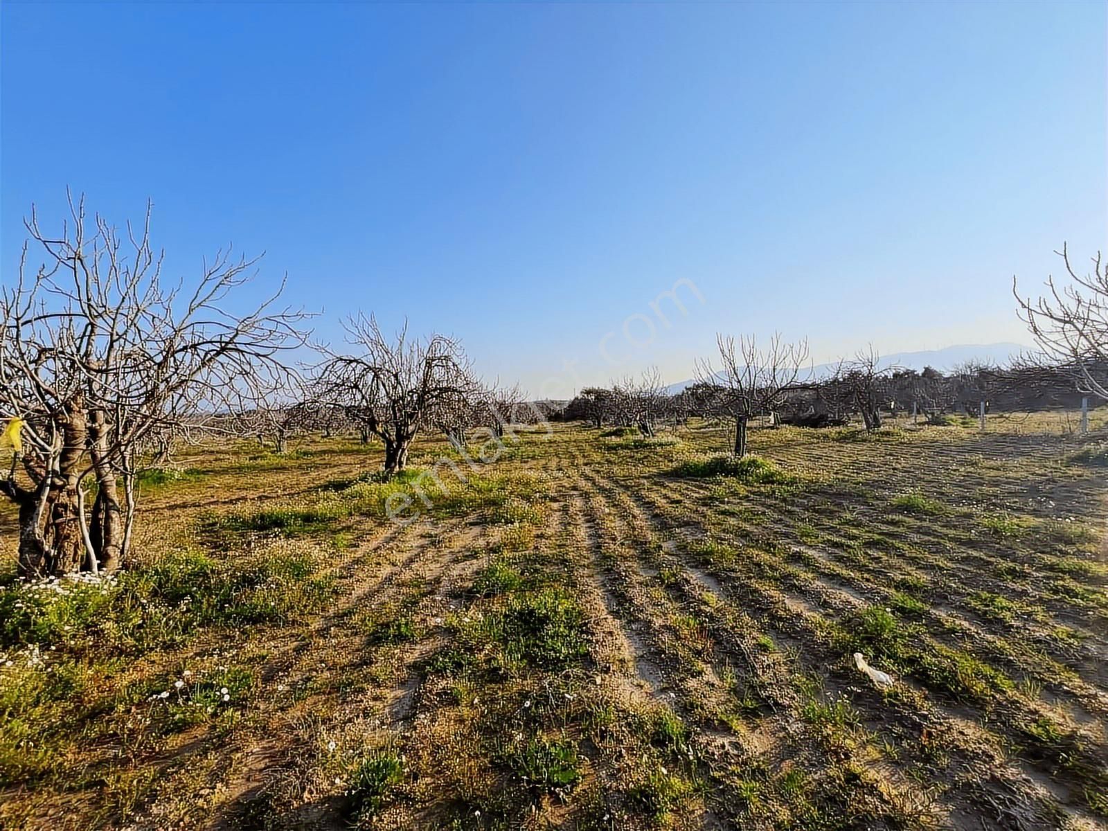 Ortaklar'da Emsallerin Altında Satılık İncir Ve Zeytin Bahçesi - Görsel 35