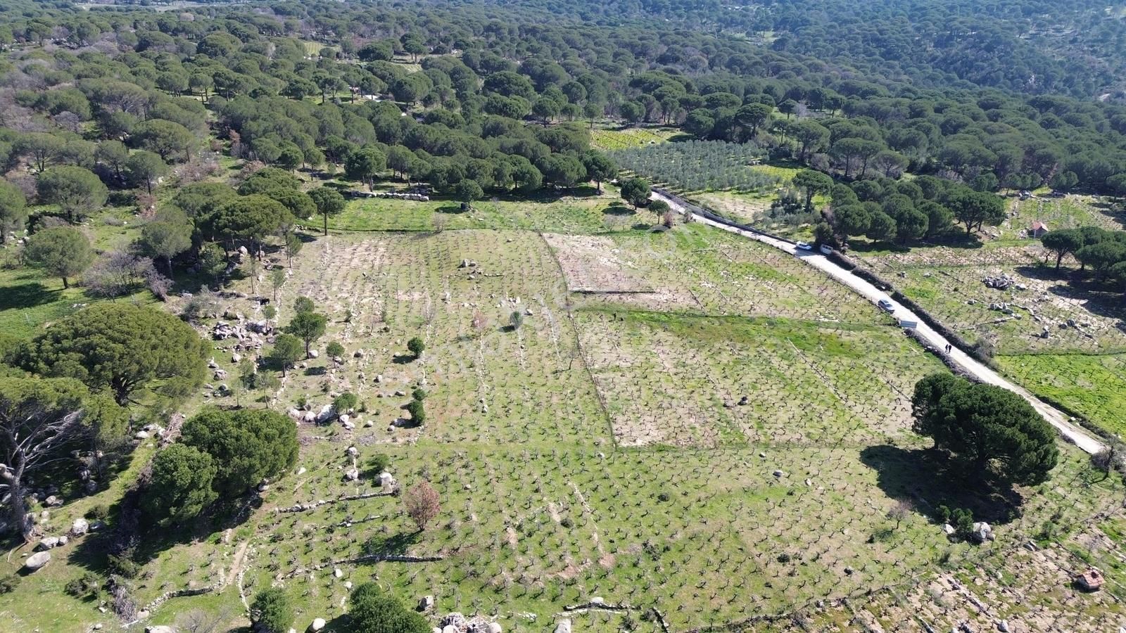 Bergama Kozak Aşağıbey Mahallesinde Satılık 10.594m2 Üzüm Bağı - Görsel 29