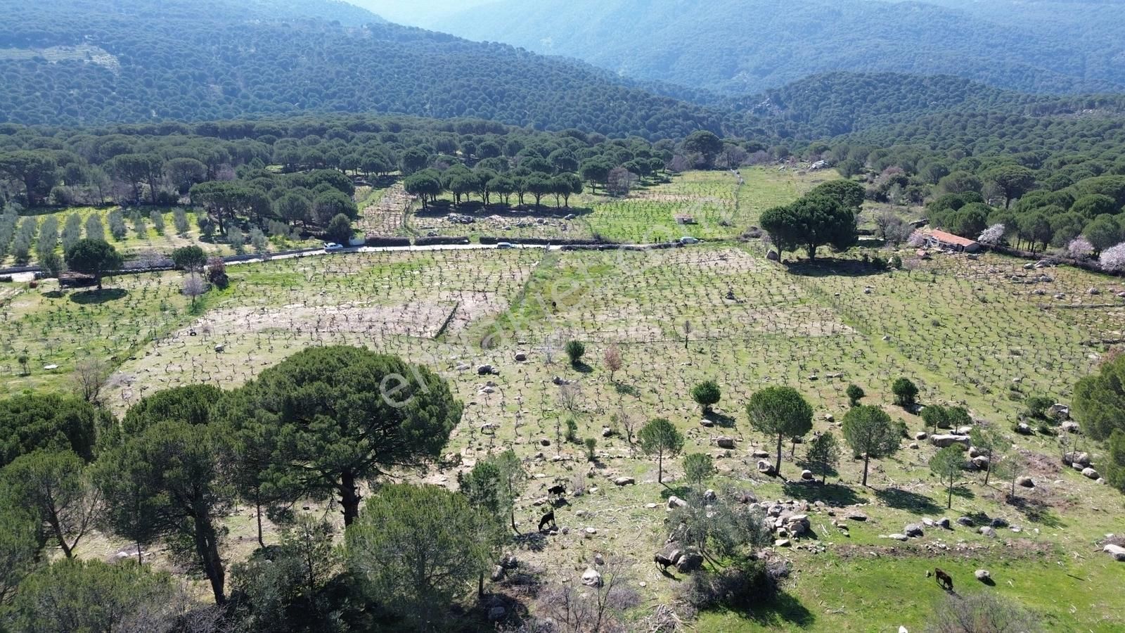 Bergama Kozak Aşağıbey Mahallesinde Satılık 10.594m2 Üzüm Bağı - Görsel 24