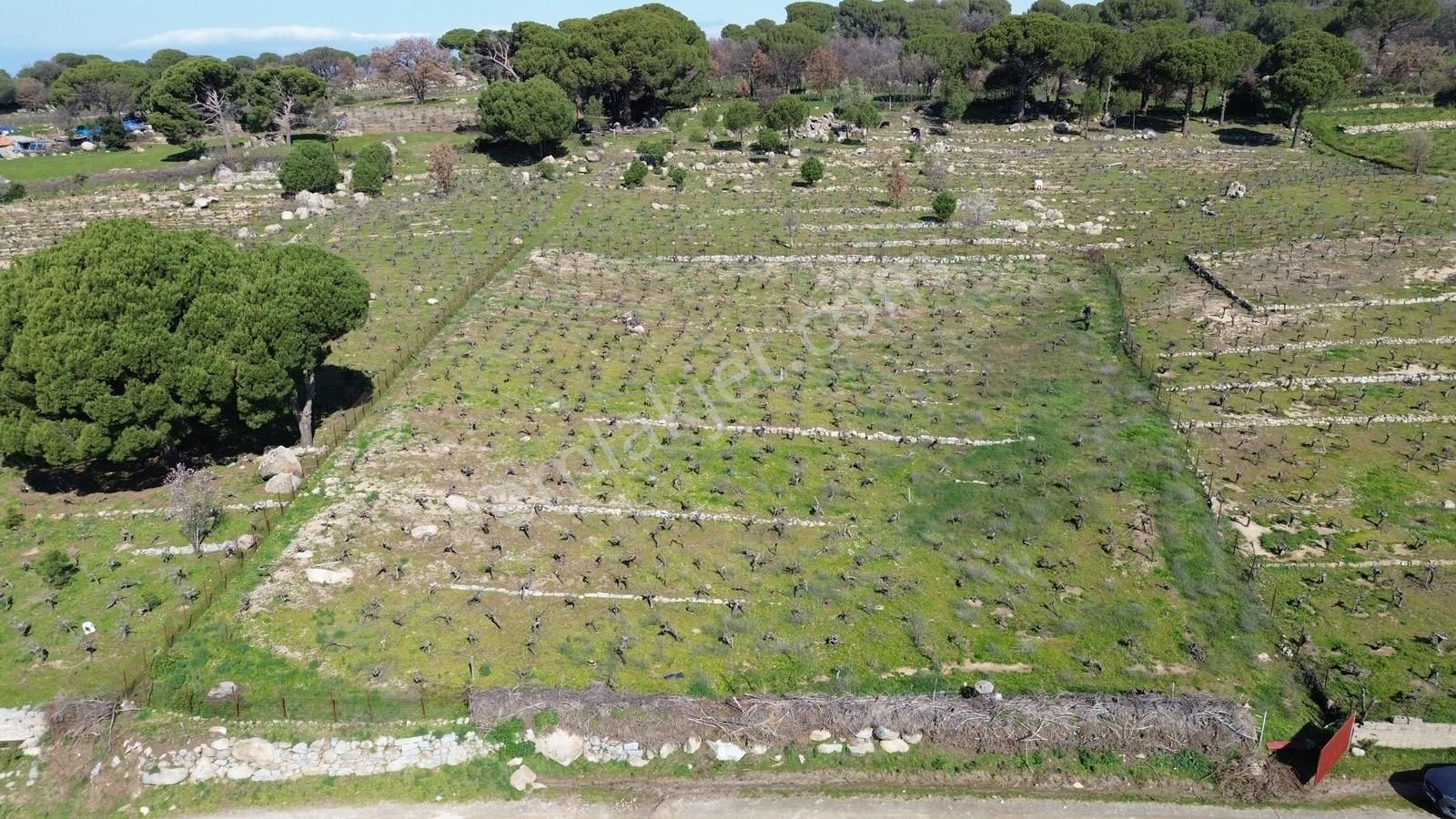 Bergama Kozak Aşağıbey Mahallesinde Satılık 10.594m2 Üzüm Bağı - Görsel 15