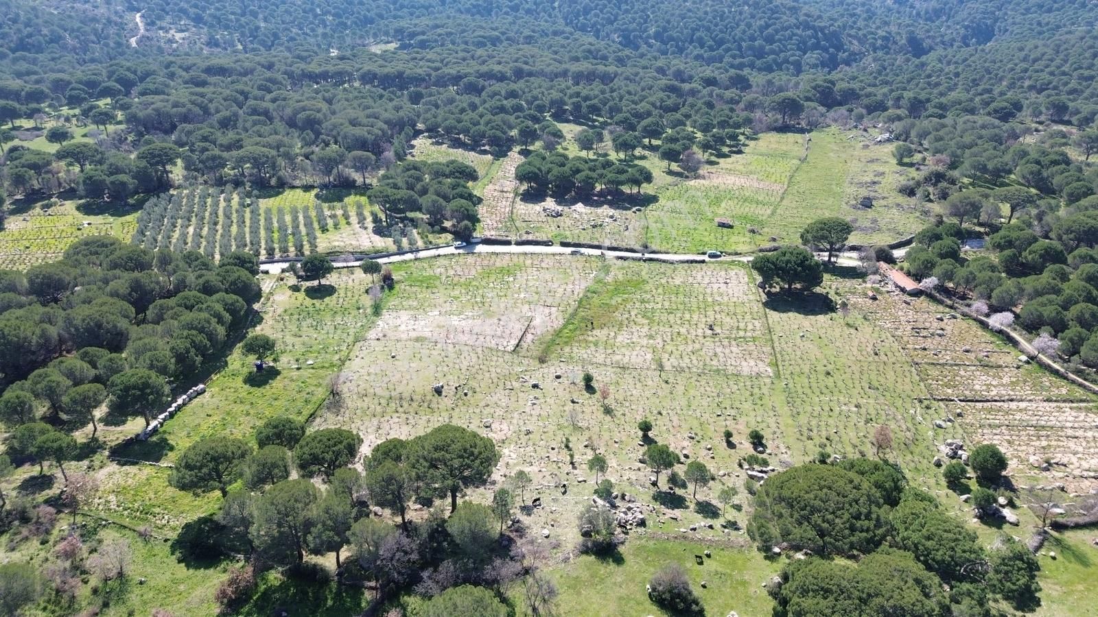 Bergama Kozak Aşağıbey Mahallesinde Satılık 10.594m2 Üzüm Bağı - Görsel 2