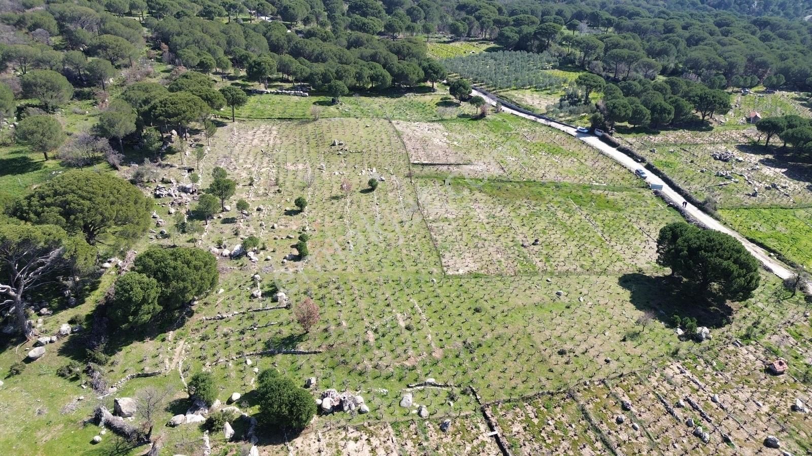 Bergama Kozak Aşağıbey Mahallesinde Satılık 10.594m2 Üzüm Bağı - Görsel 35