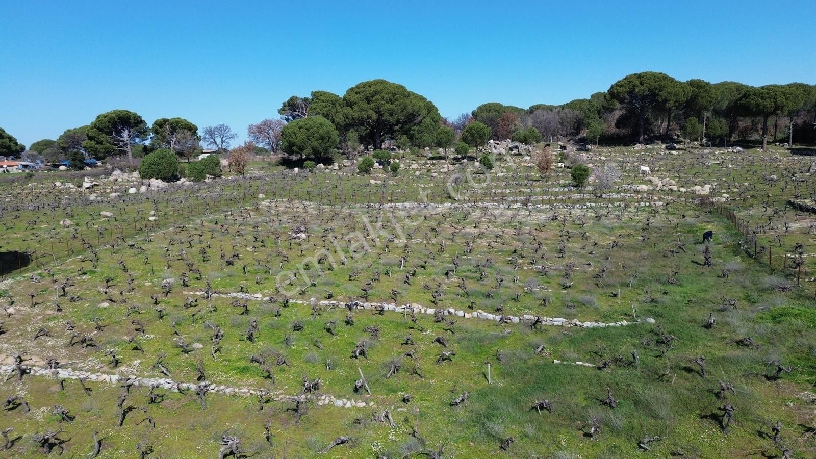 Bergama Kozak Aşağıbey Mahallesinde Satılık 10.594m2 Üzüm Bağı - Görsel 13