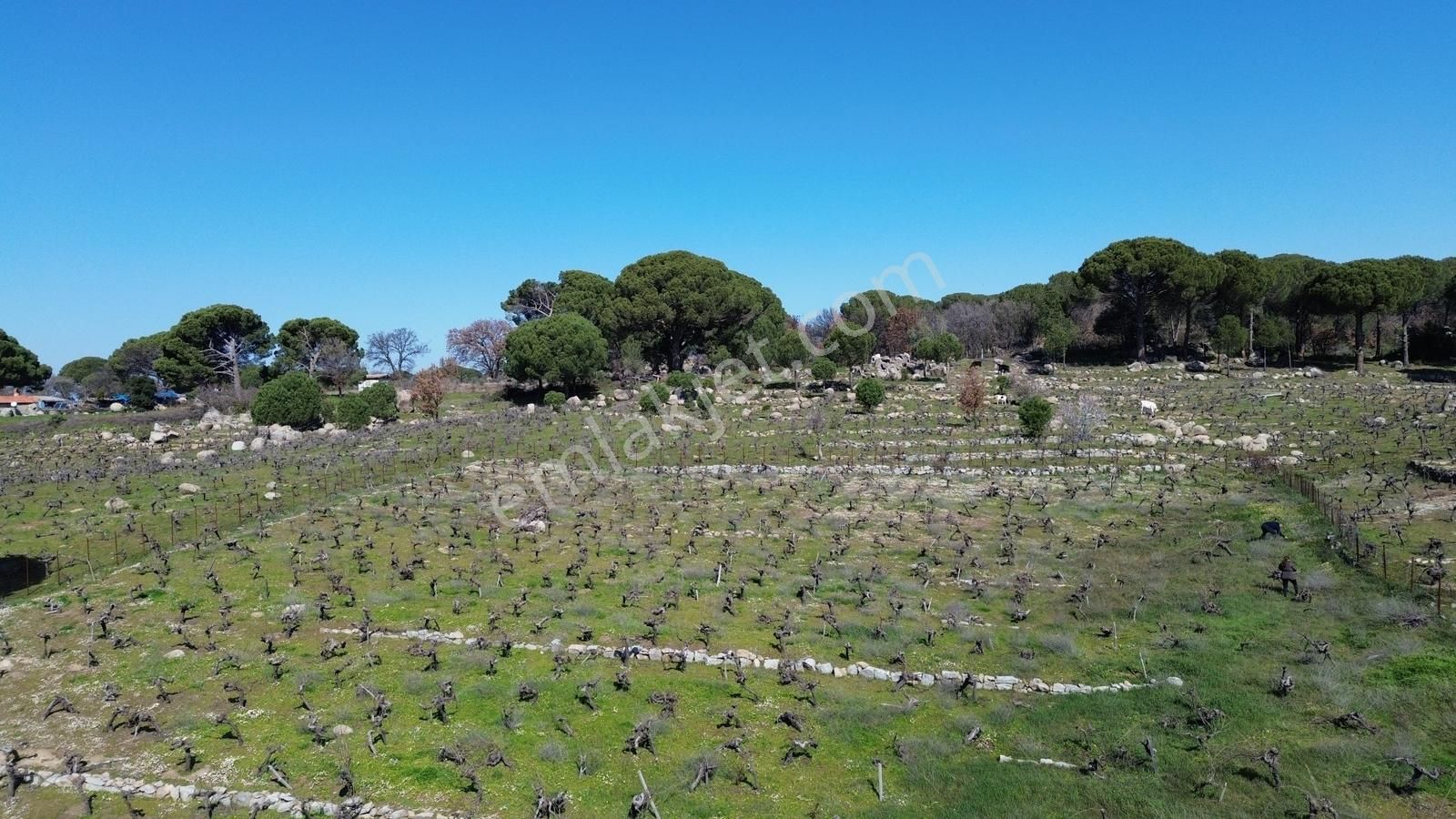 Bergama Kozak Aşağıbey Mahallesinde Satılık 10.594m2 Üzüm Bağı - Görsel 5