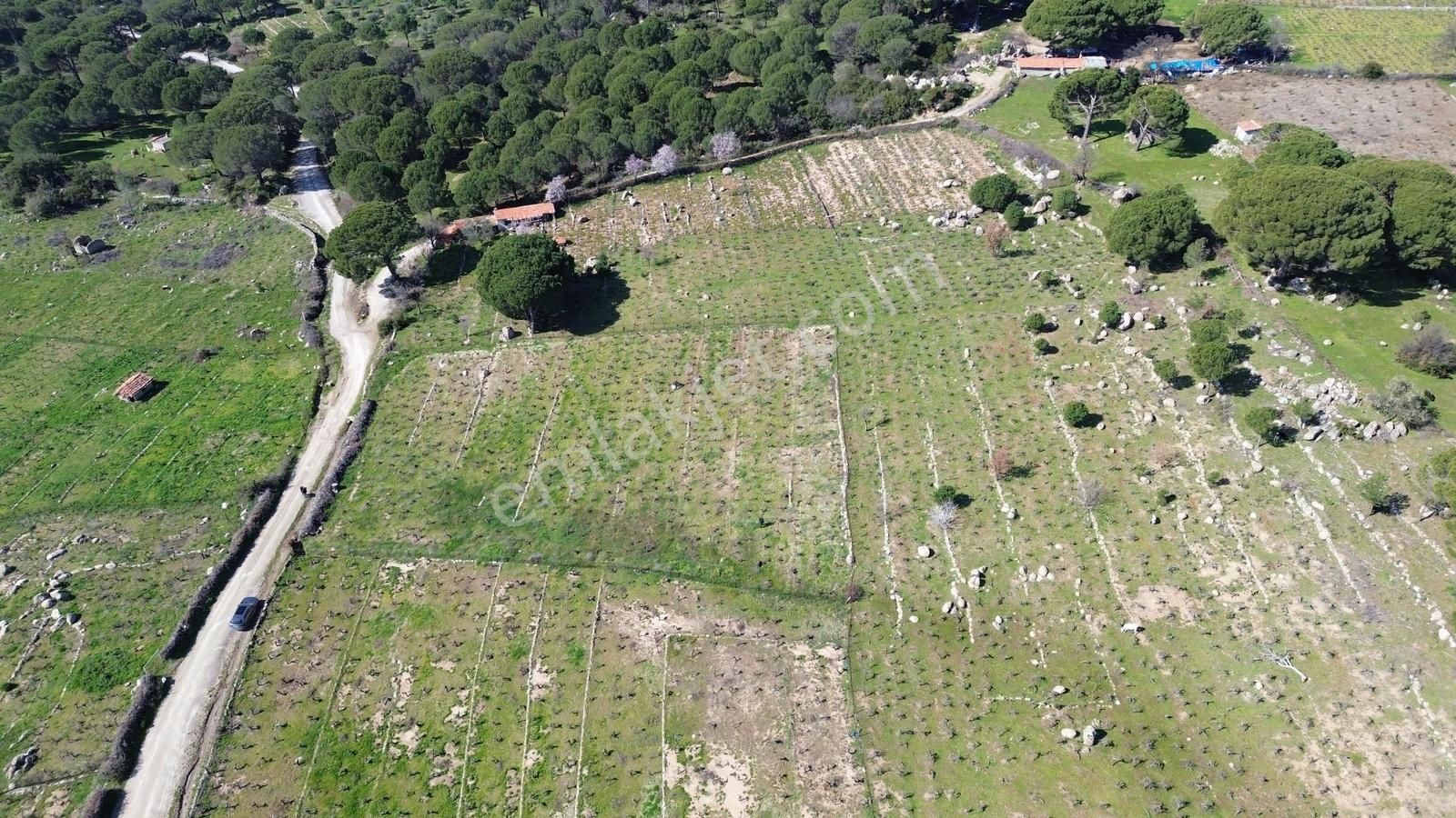 Bergama Kozak Aşağıbey Mahallesinde Satılık 10.594m2 Üzüm Bağı - Görsel 14