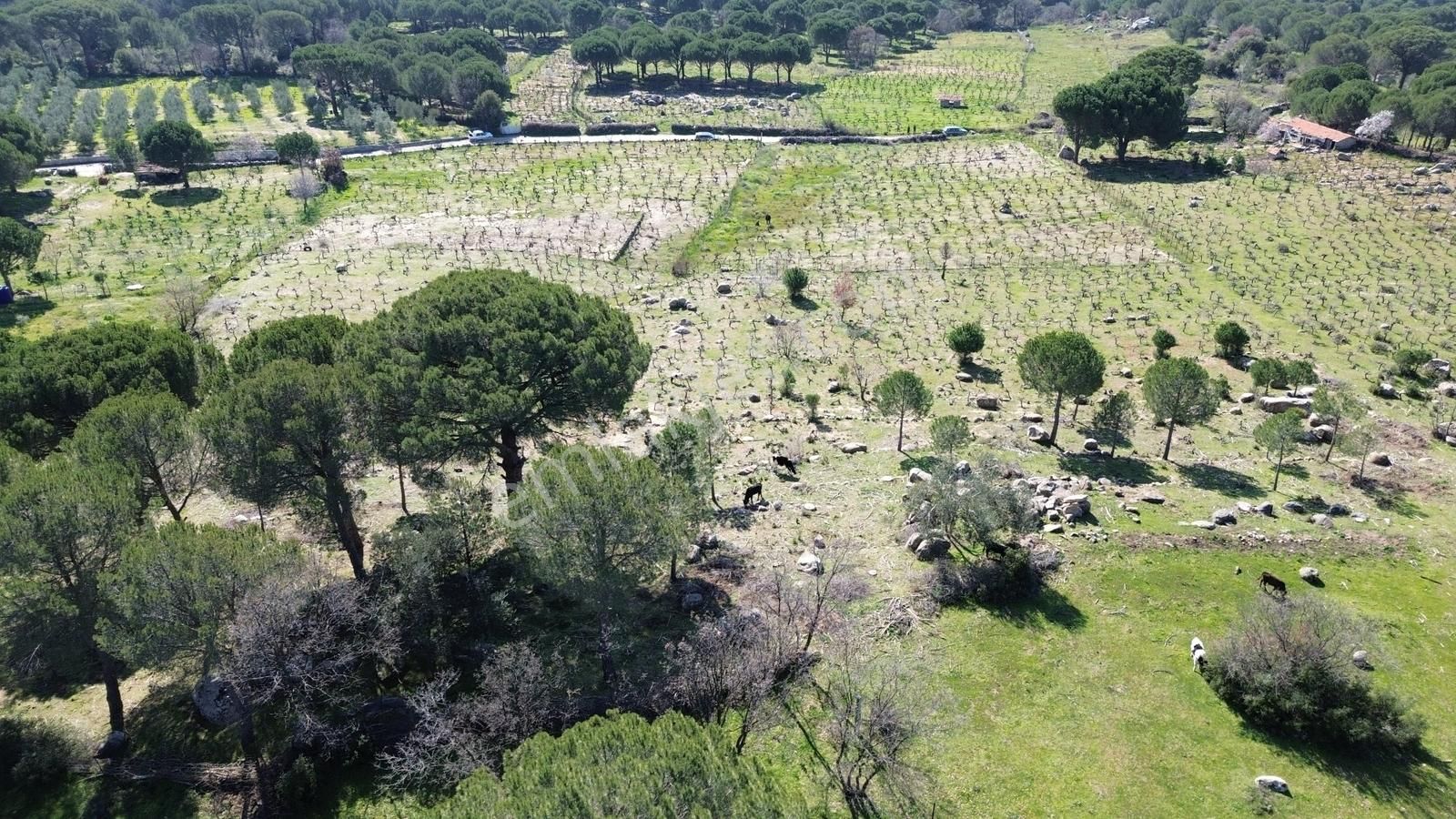 Bergama Kozak Aşağıbey Mahallesinde Satılık 10.594m2 Üzüm Bağı - Görsel 34