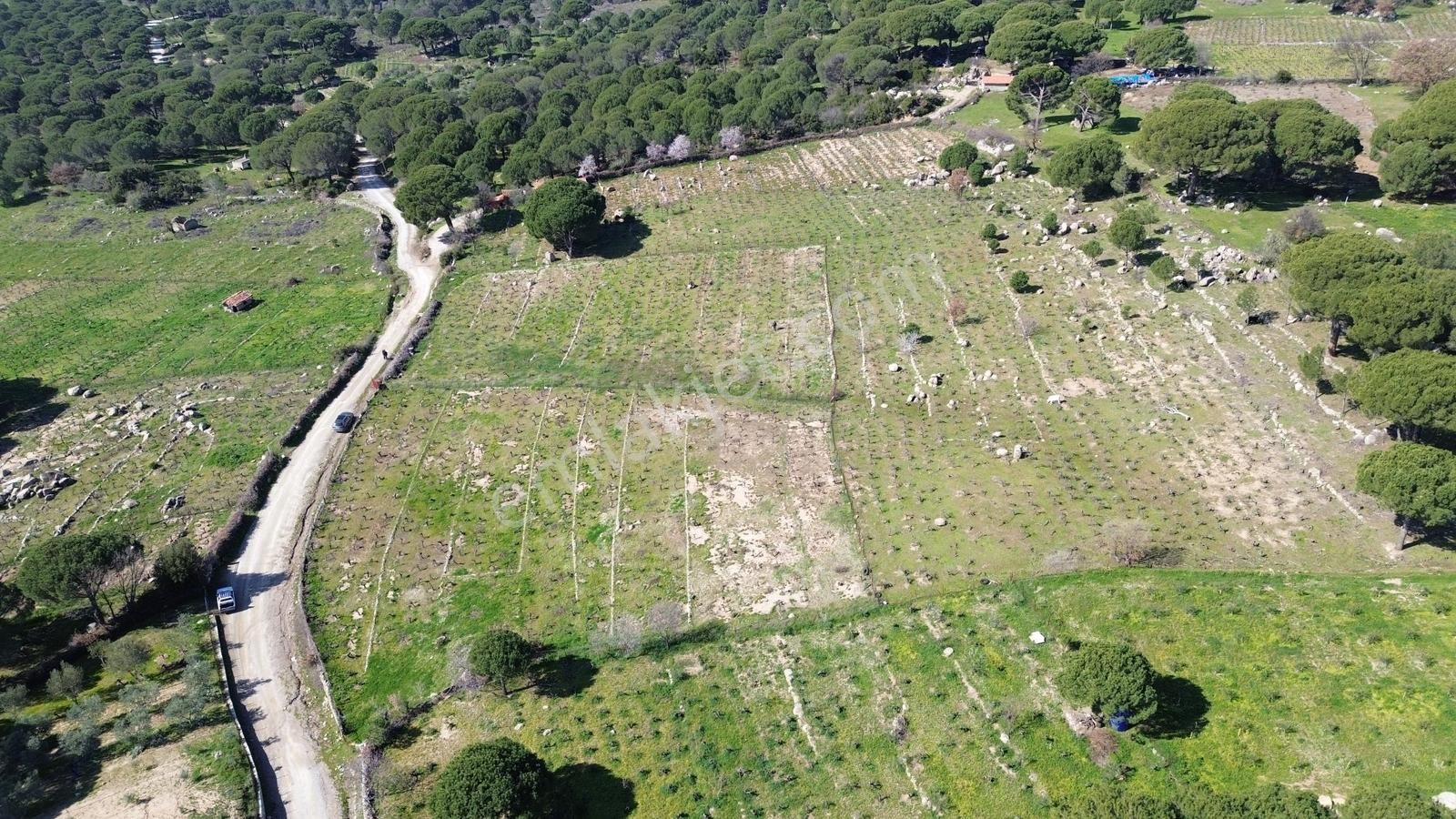 Bergama Kozak Aşağıbey Mahallesinde Satılık 10.594m2 Üzüm Bağı - Görsel 31