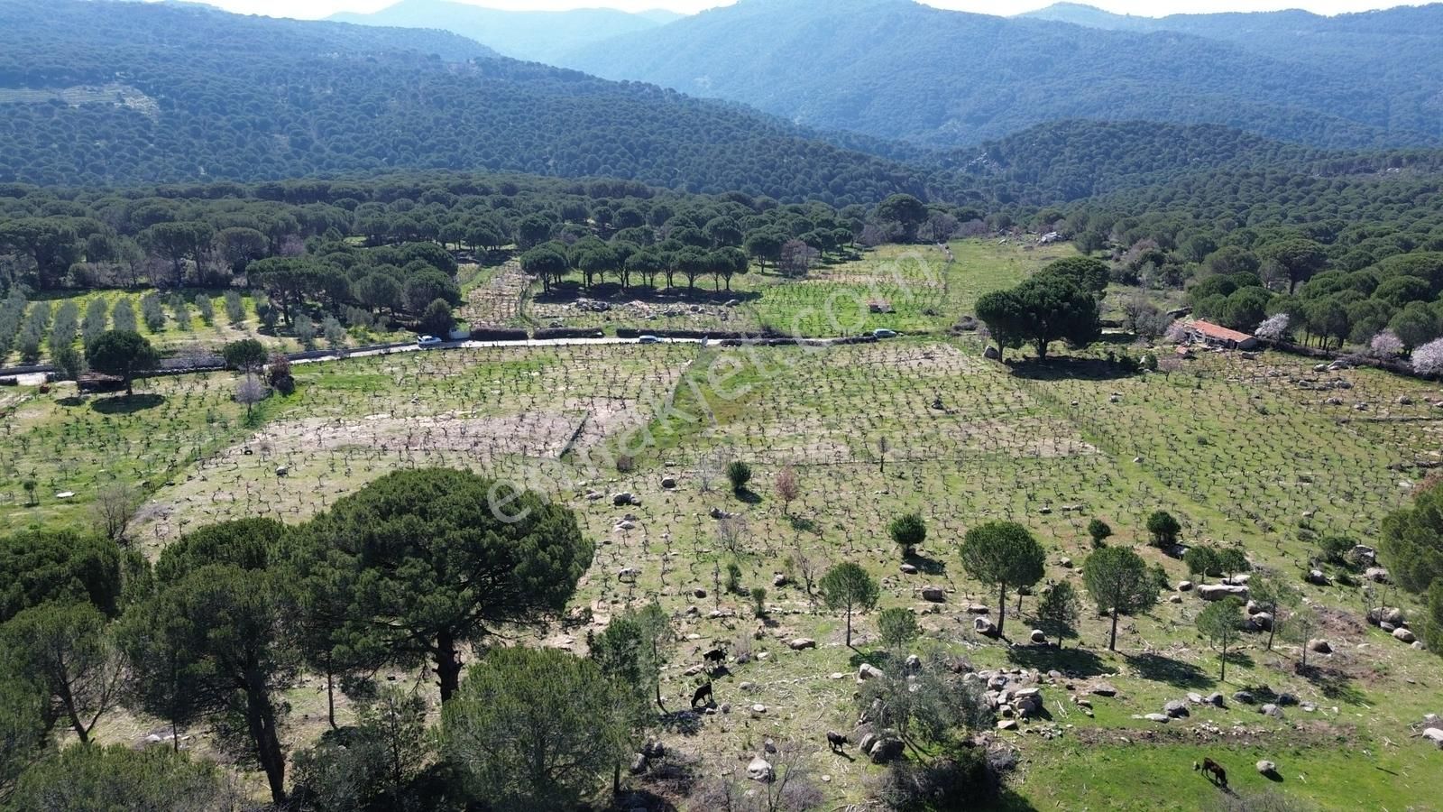 Bergama Kozak Aşağıbey Mahallesinde Satılık 10.594m2 Üzüm Bağı - Görsel 11