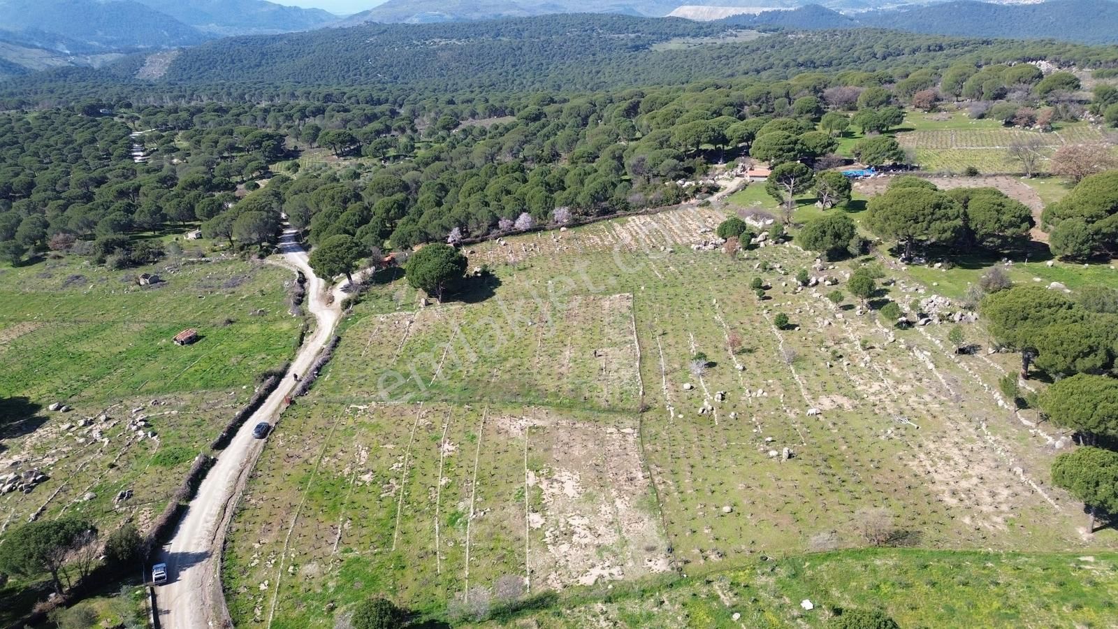 Bergama Kozak Aşağıbey Mahallesinde Satılık 10.594m2 Üzüm Bağı - Görsel 22