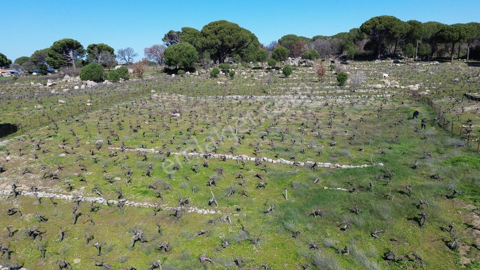 Bergama Kozak Aşağıbey Mahallesinde Satılık 10.594m2 Üzüm Bağı - Görsel 6