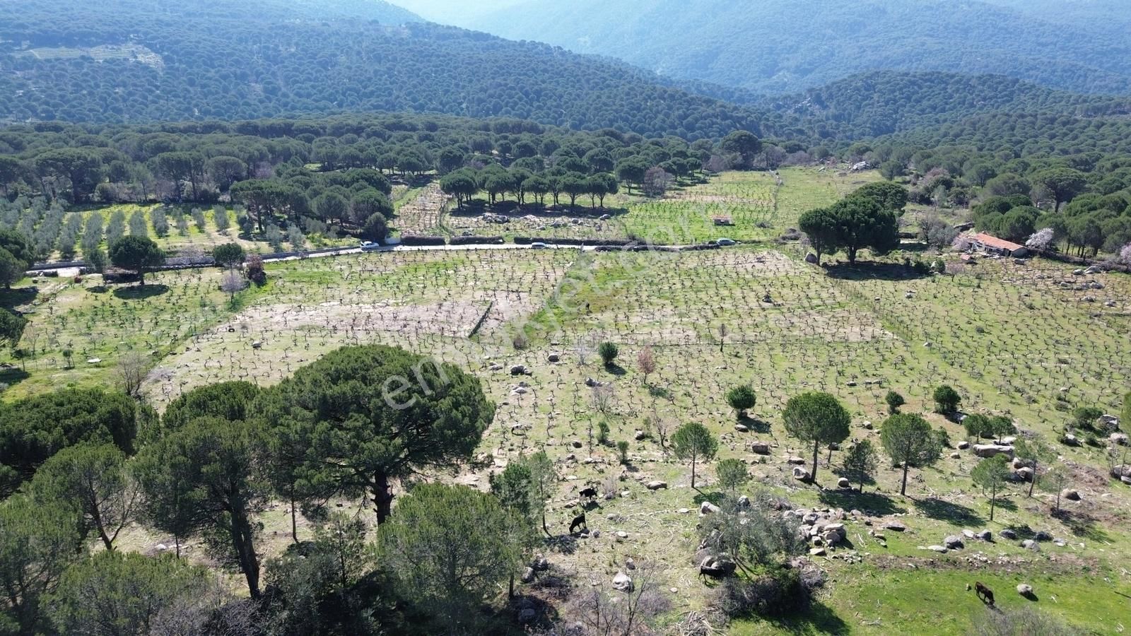 Bergama Kozak Aşağıbey Mahallesinde Satılık 10.594m2 Üzüm Bağı - Görsel 12