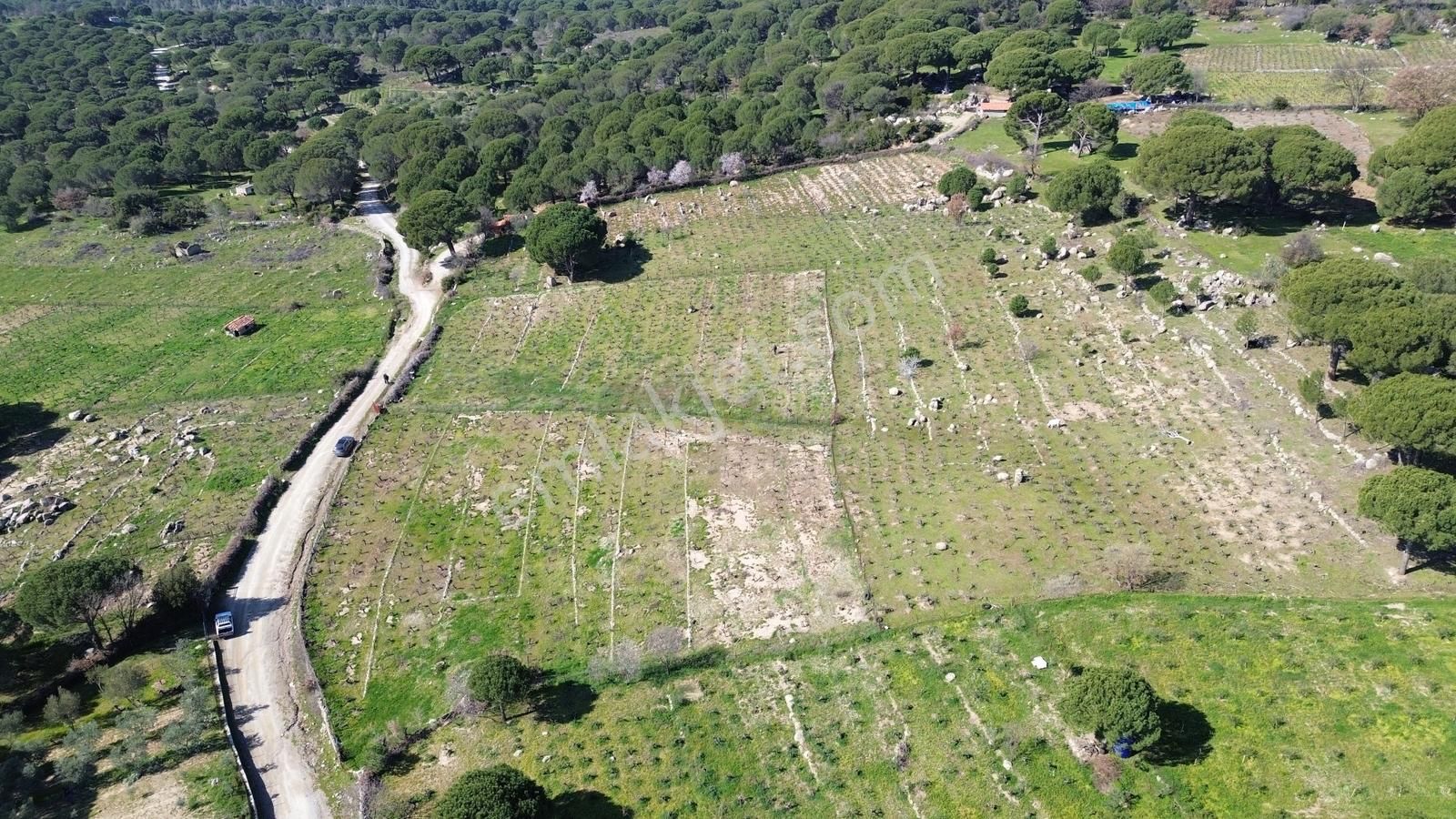 Bergama Kozak Aşağıbey Mahallesinde Satılık 10.594m2 Üzüm Bağı - Görsel 10