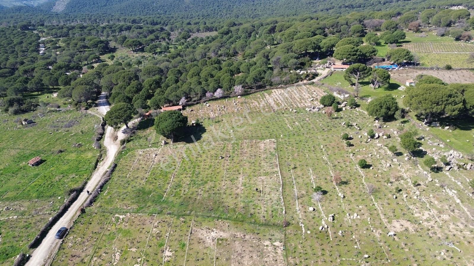 Bergama Kozak Aşağıbey Mahallesinde Satılık 10.594m2 Üzüm Bağı - Görsel 21