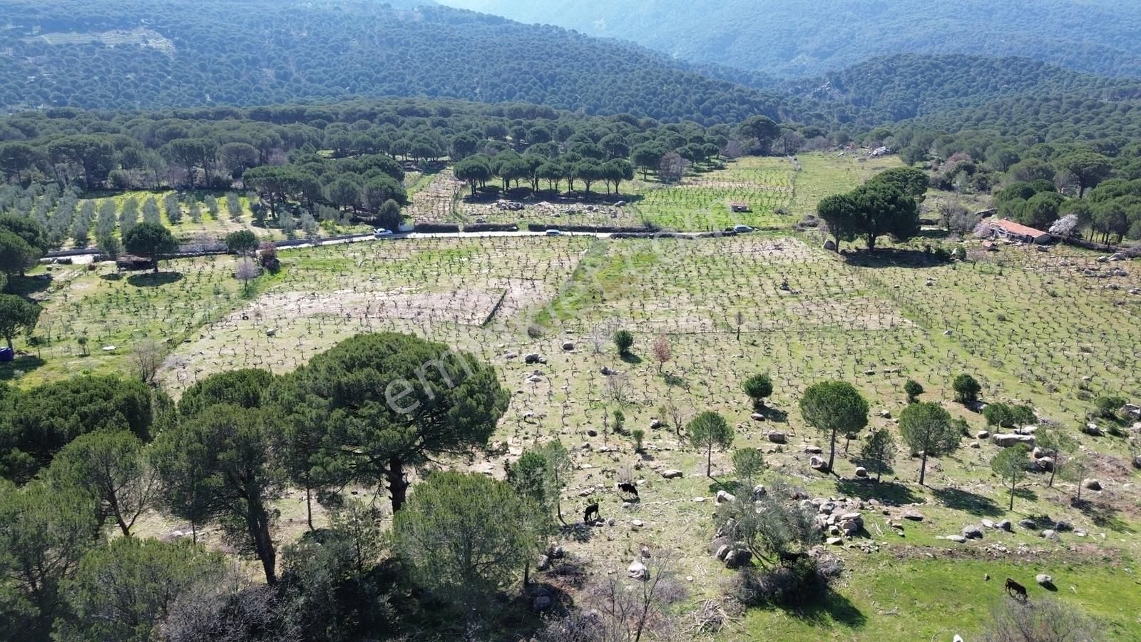 Bergama Kozak Aşağıbey Mahallesinde Satılık 10.594m2 Üzüm Bağı - Görsel 20