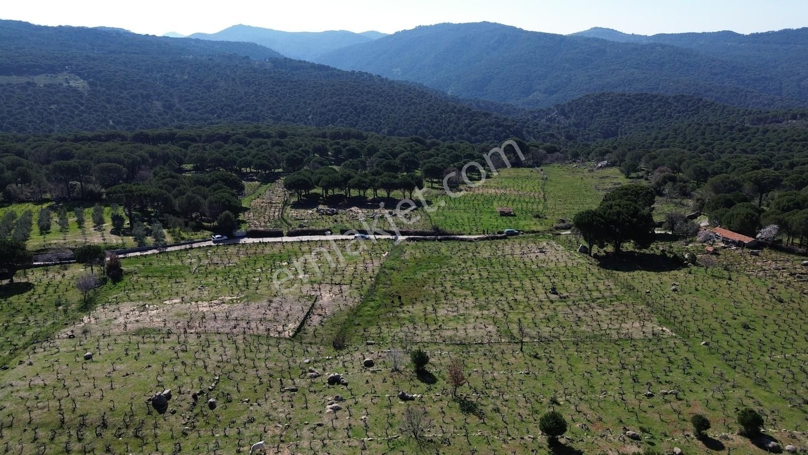 Bergama Kozak Aşağıbey Mahallesinde Satılık 10.594m2 Üzüm Bağı - Görsel 9