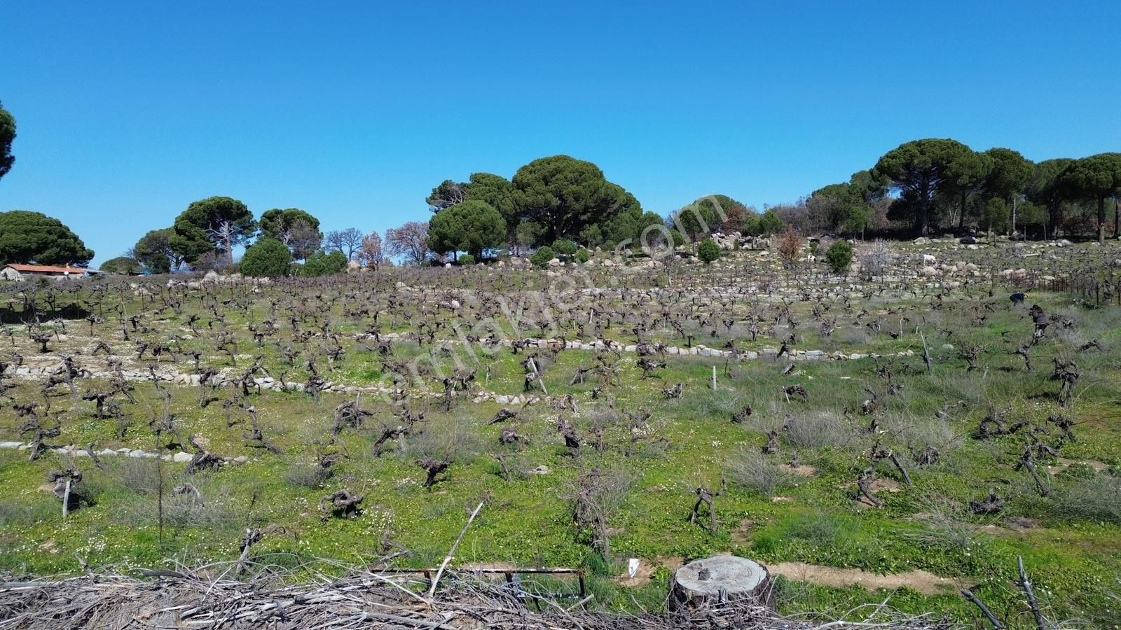 Bergama Kozak Aşağıbey Mahallesinde Satılık 10.594m2 Üzüm Bağı