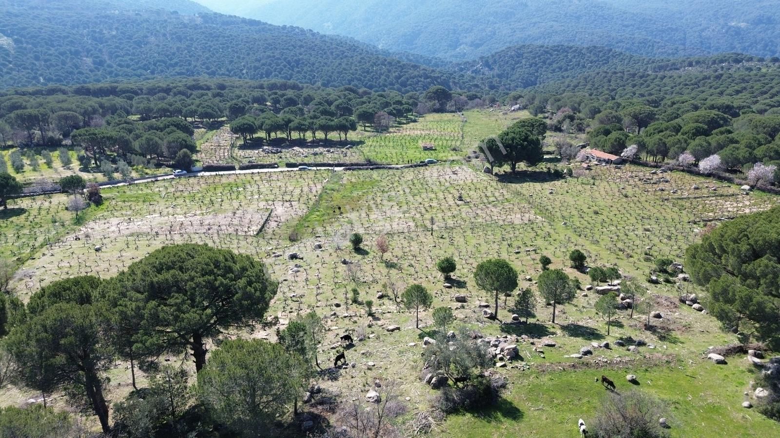 Bergama Kozak Aşağıbey Mahallesinde Satılık 10.594m2 Üzüm Bağı - Görsel 19