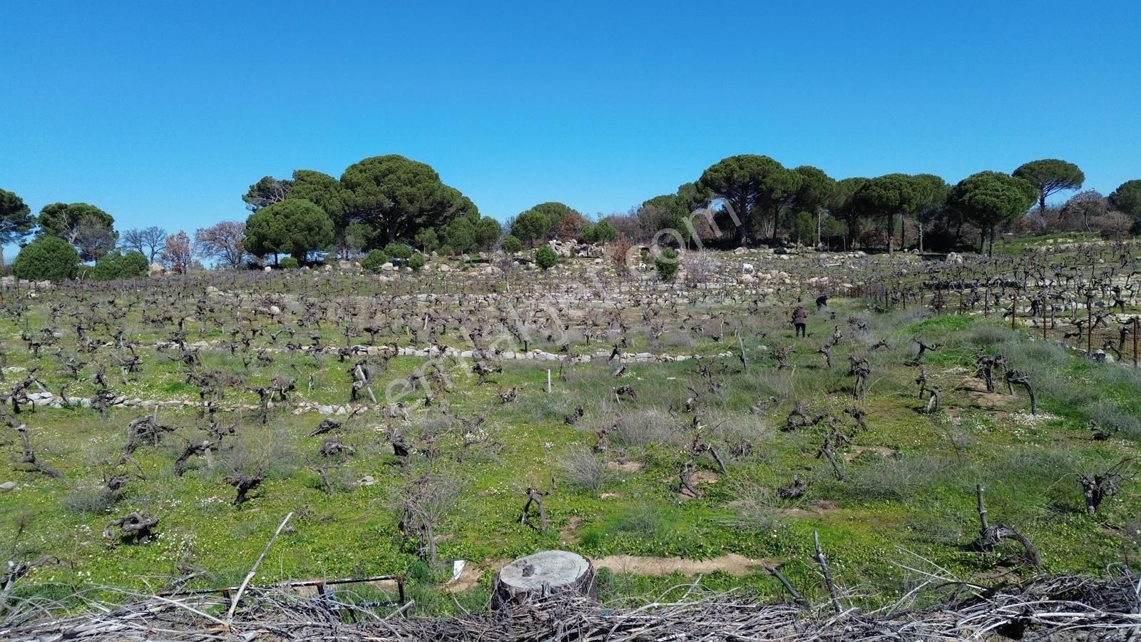 Bergama Kozak Aşağıbey Mahallesinde Satılık 10.594m2 Üzüm Bağı - Görsel 3