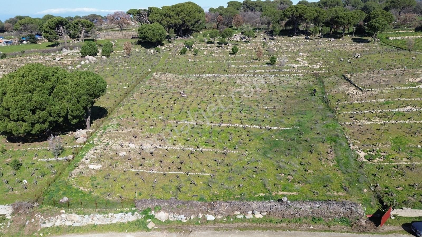 Bergama Kozak Aşağıbey Mahallesinde Satılık 10.594m2 Üzüm Bağı - Görsel 16