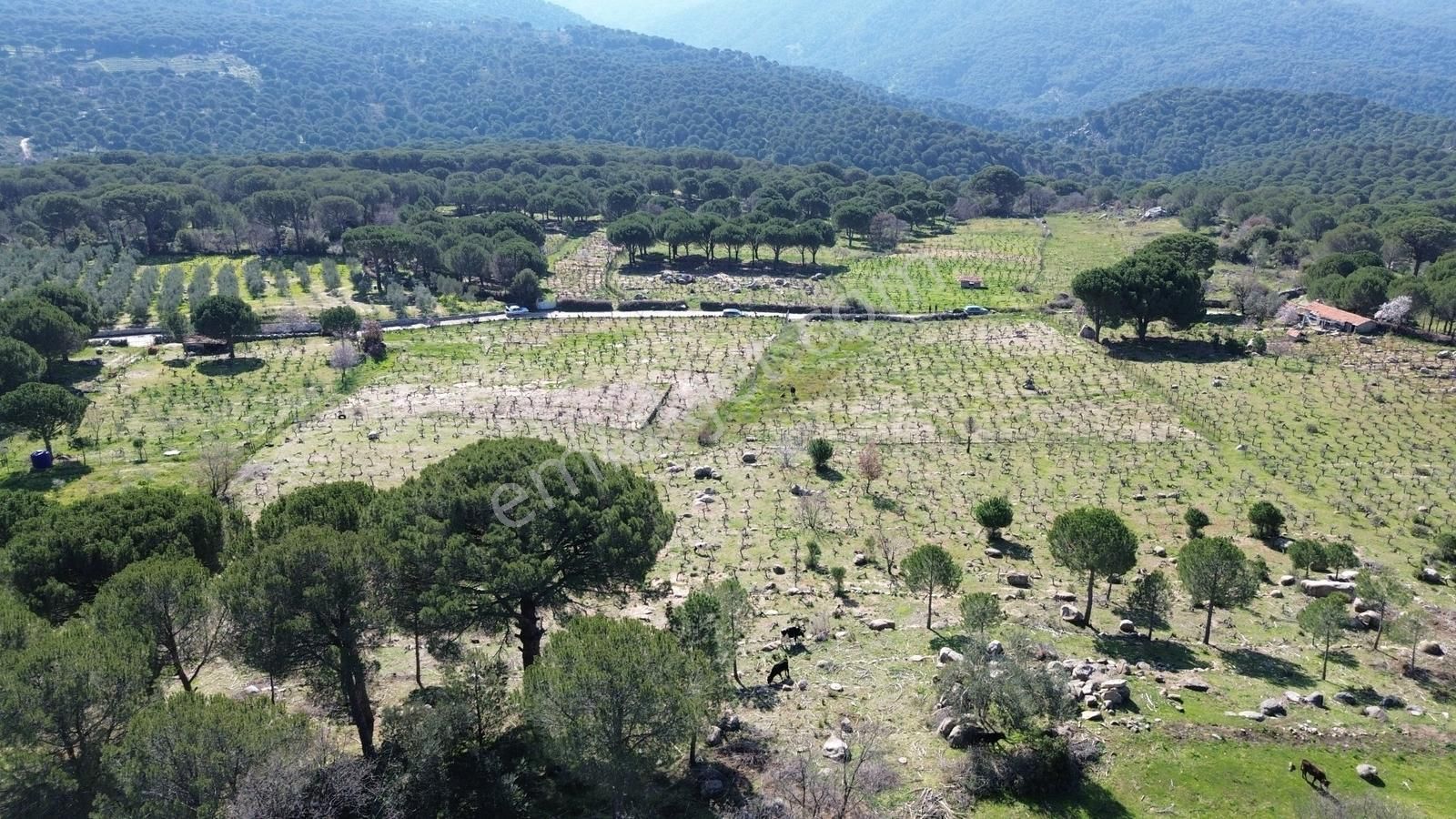 Bergama Kozak Aşağıbey Mahallesinde Satılık 10.594m2 Üzüm Bağı - Görsel 25