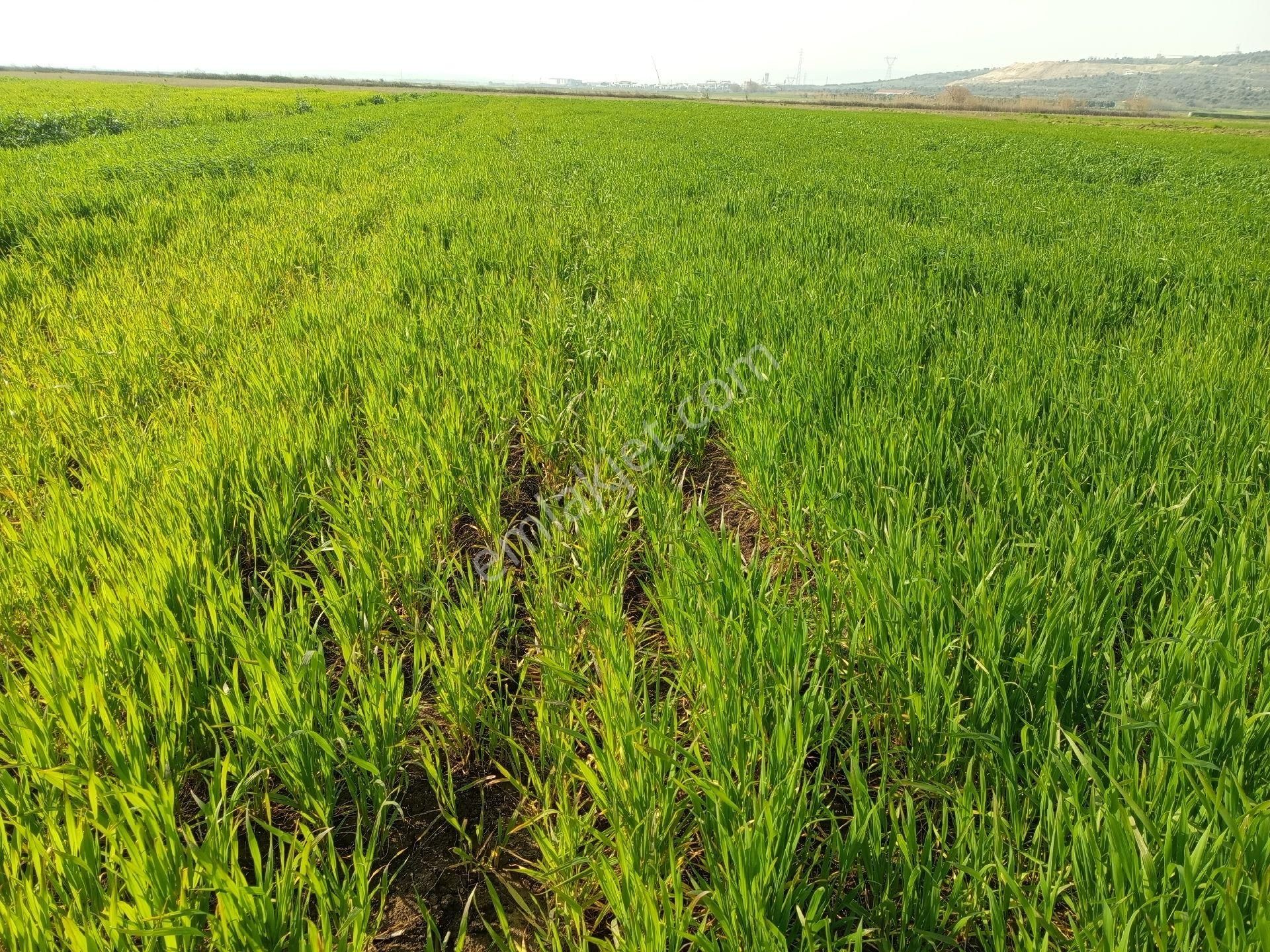 Seyran Mahallesi Satılık 8.900 Mt2 Tek Tapu Müstakil Tarla - Görsel 7