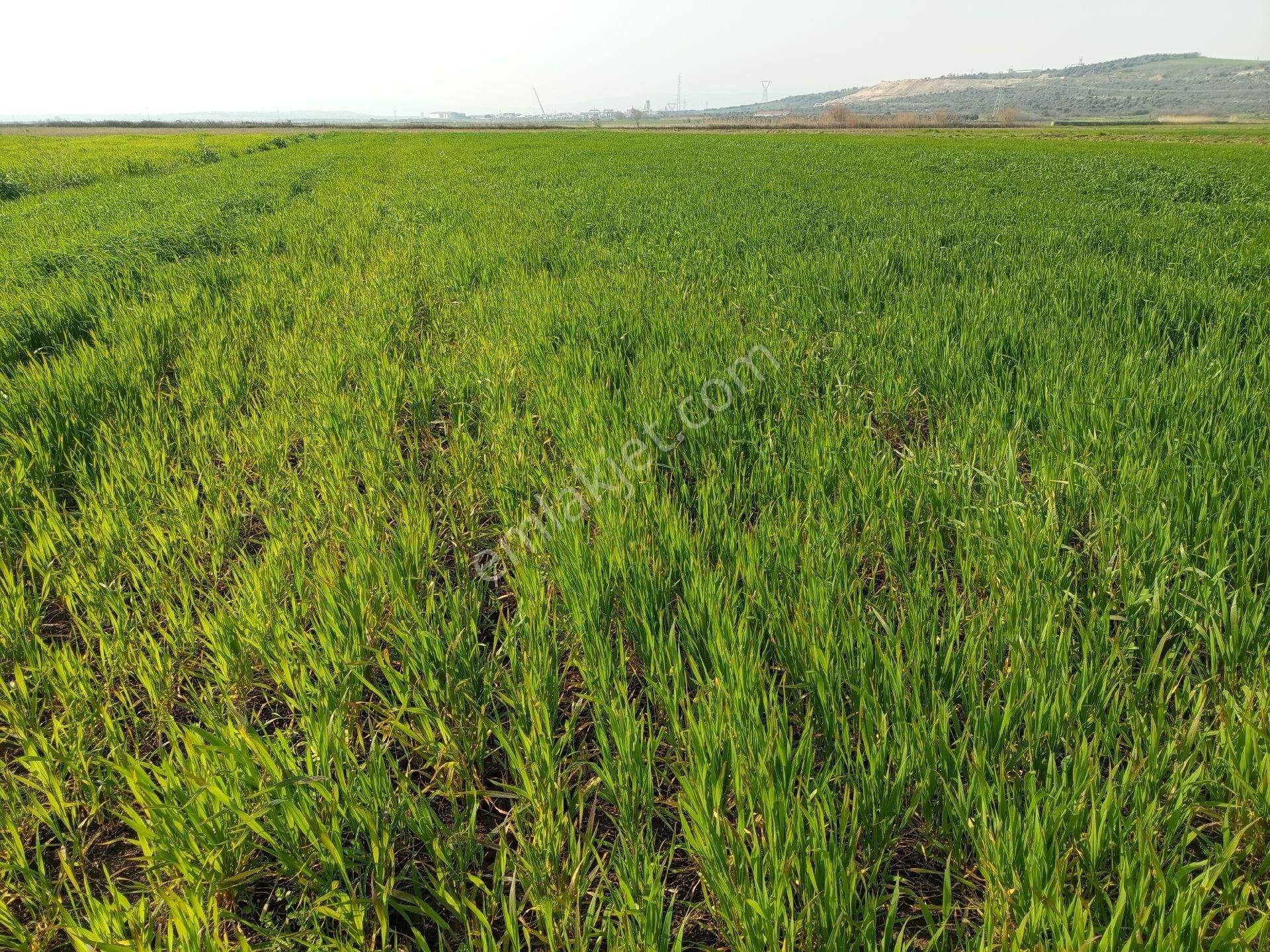 Seyran Mahallesi Satılık 8.900 Mt2 Tek Tapu Müstakil Tarla - Görsel 4