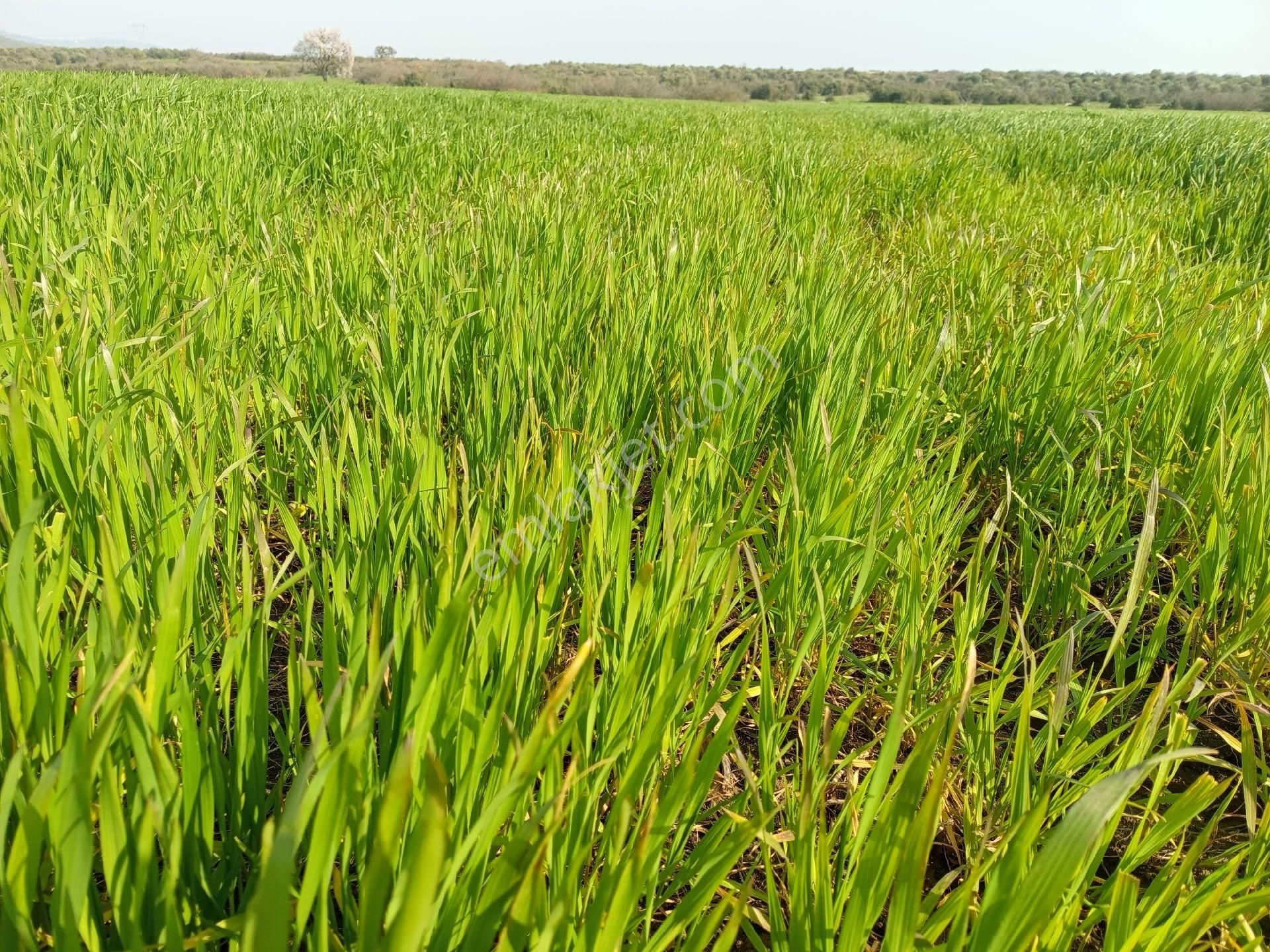 Seyran Mahallesi Satılık 8.900 Mt2 Tek Tapu Müstakil Tarla