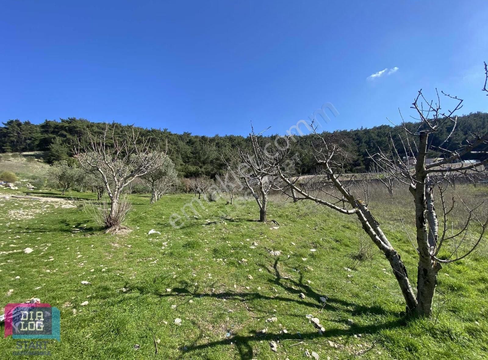 Karaçam'da Manisa Yoluna Yakın Tarla - Görsel 22